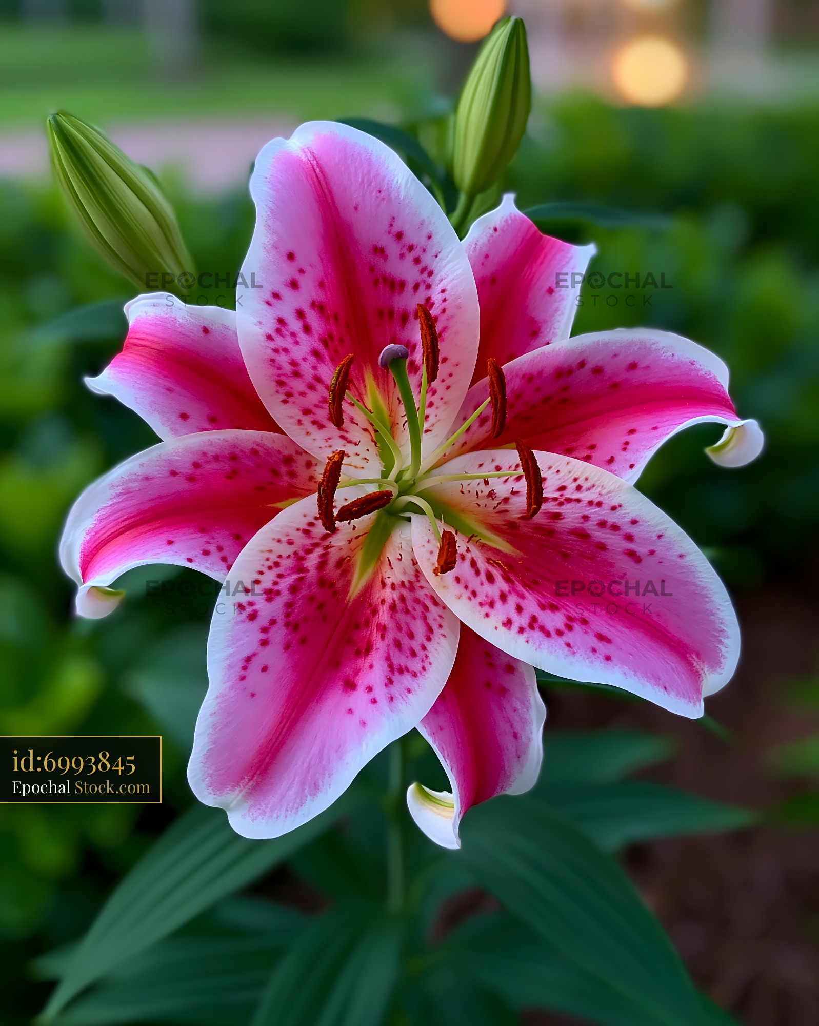 Stargazer lily blooming in a lush summer garden - stock photo