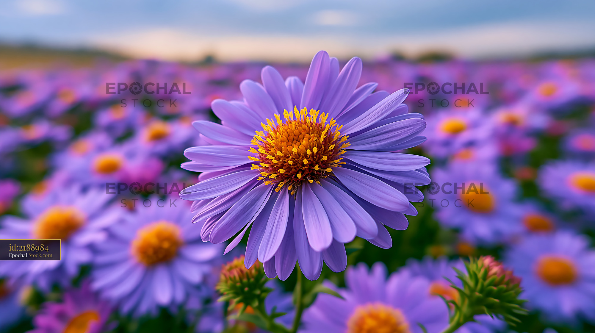 Purple puszta iris tulip blooming in a vibrant field at sunset - stock photo