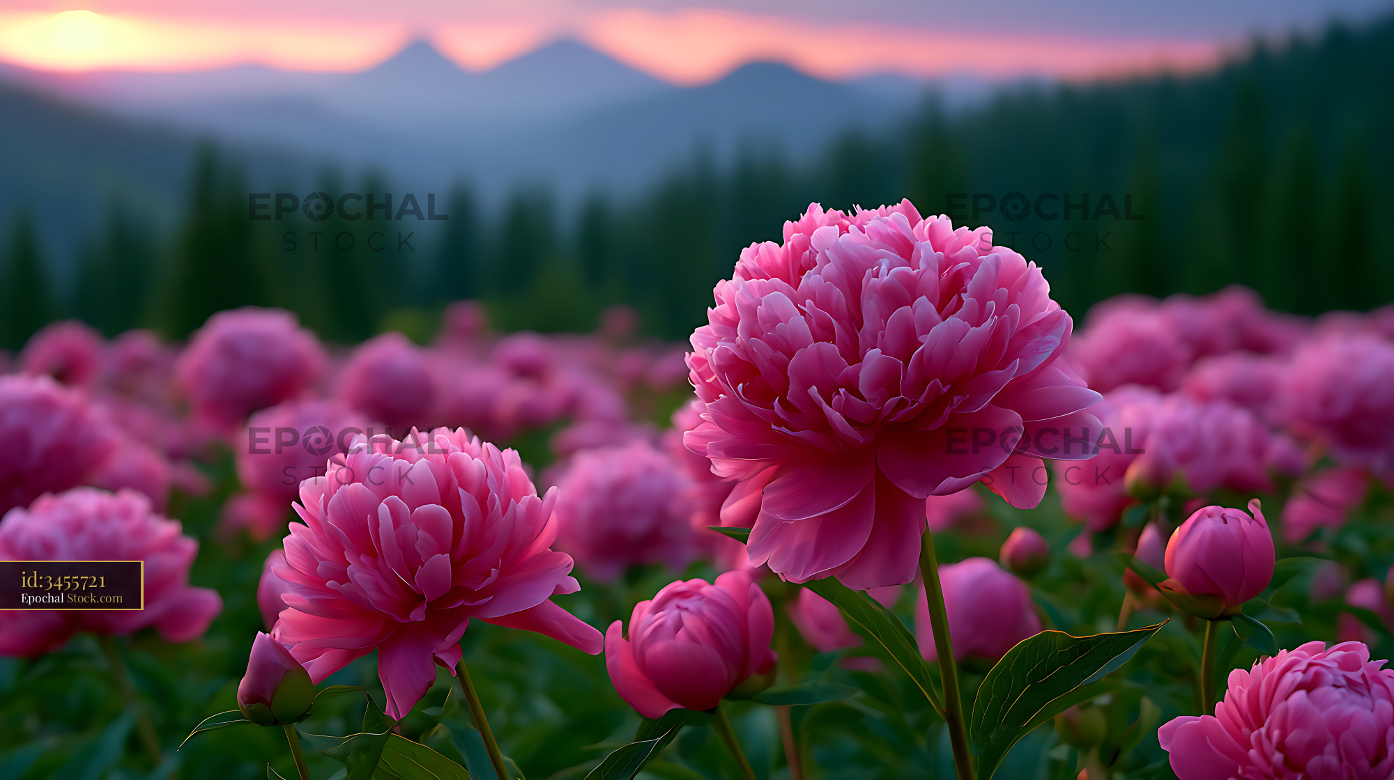 Pink peony field blooming in the Carpathian mountains at sunset - stock photo