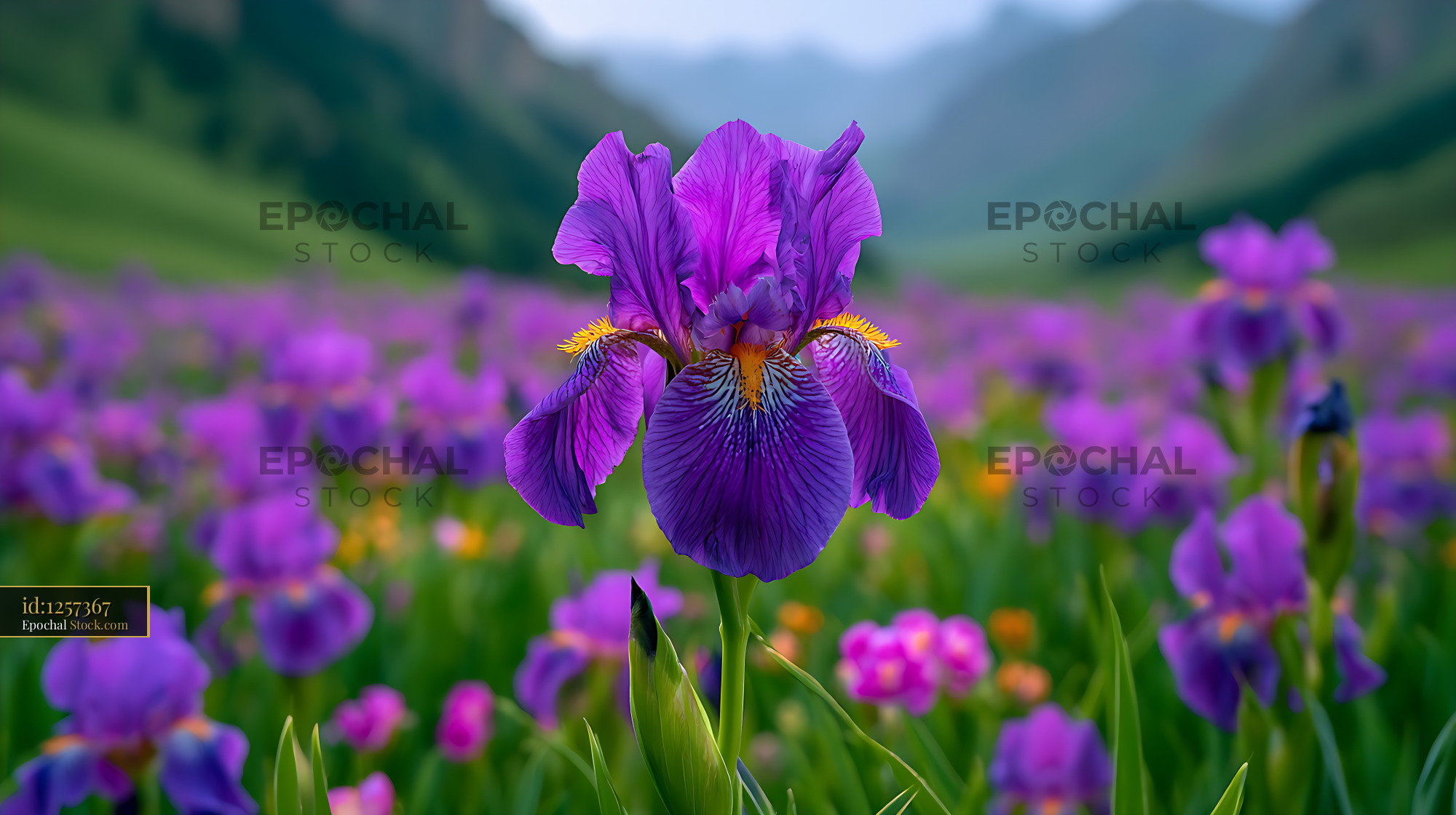 Vibrant tibetan wild iris flower in a blooming mountain meadow - stock photo