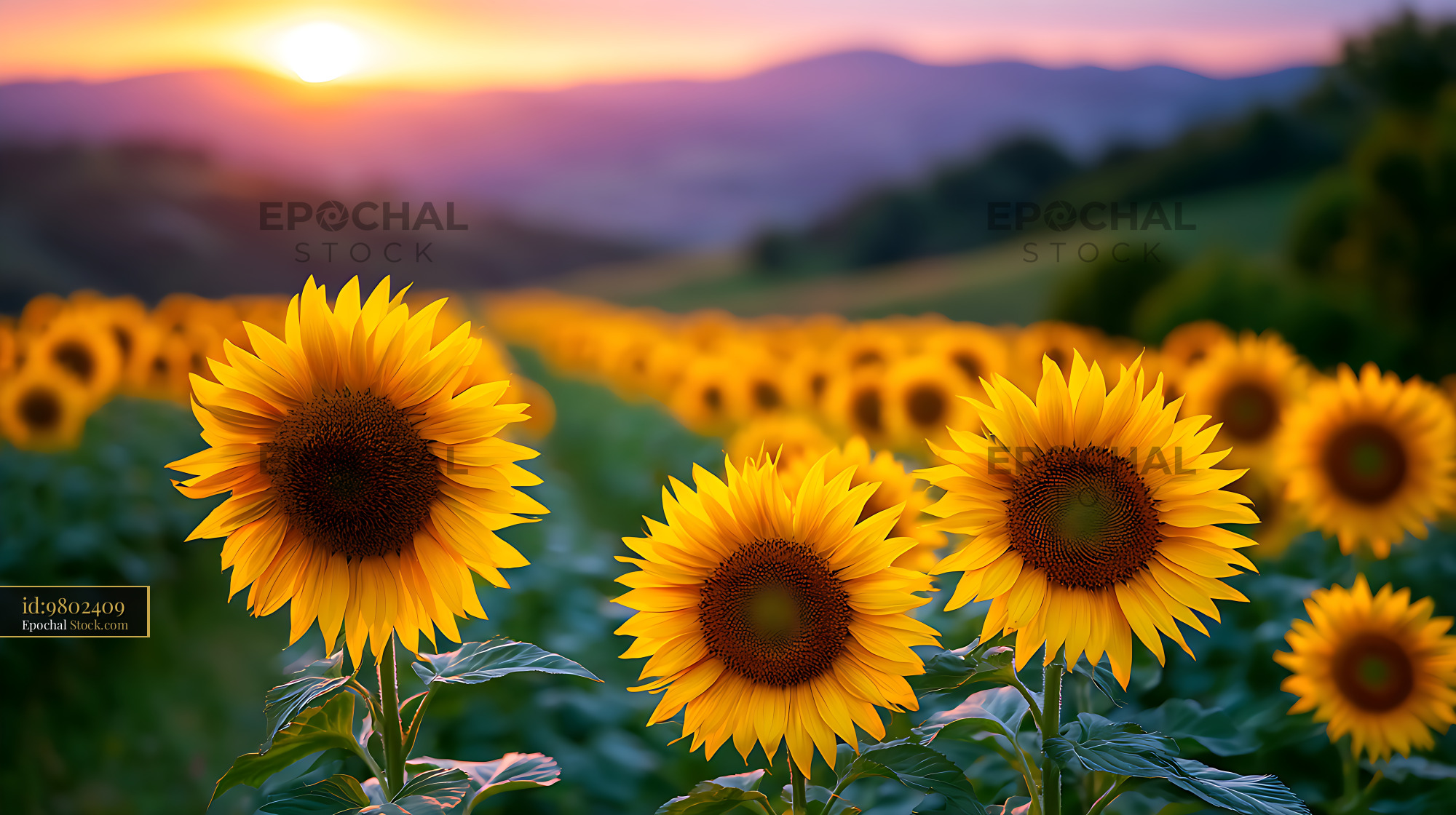 Sunflowers blooming in a field with rolling hills during sunset - stock photo