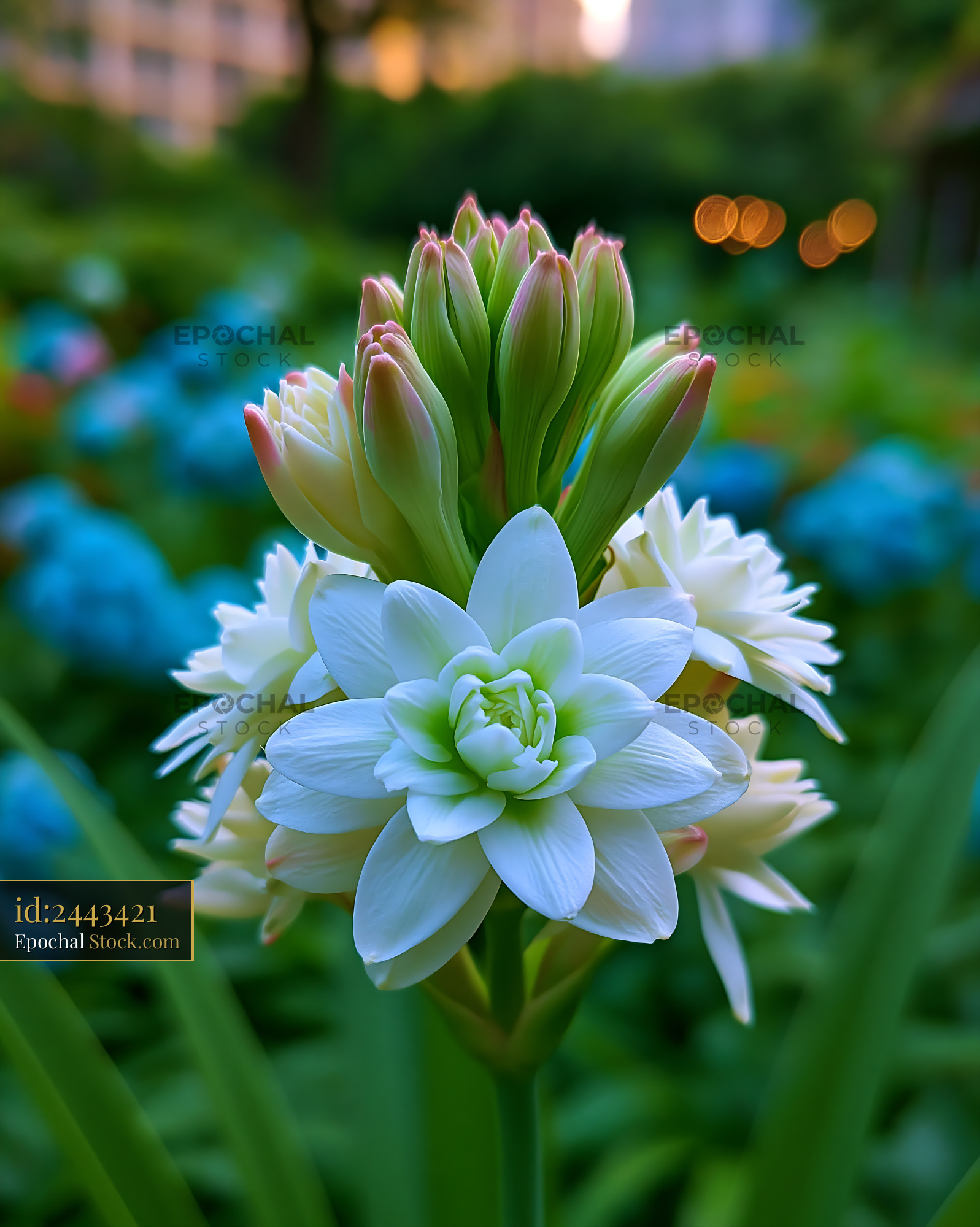 White stephanotis flower cluster blooming in a lush summer garden - stock photo