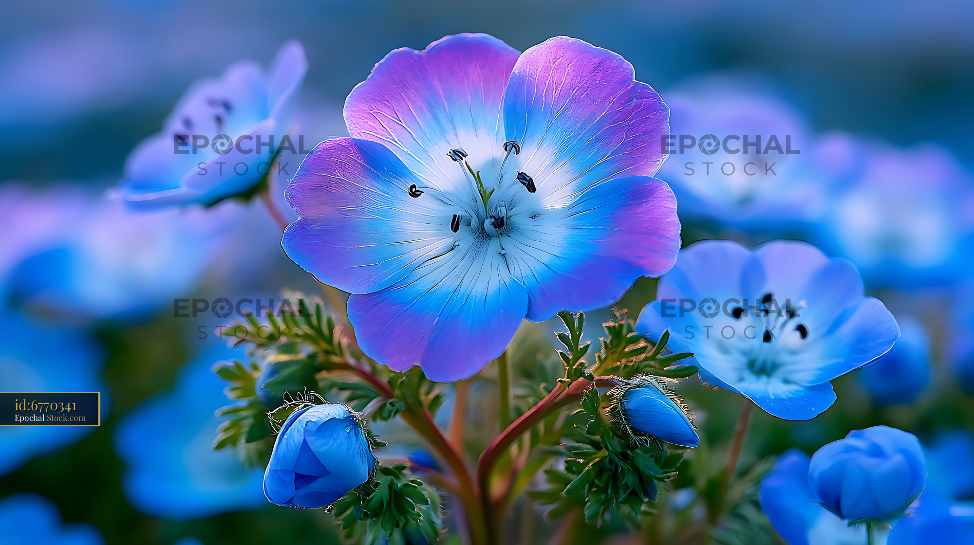 Vibrant japanese nemophila baby blue flowers blooming in a spring fiel - stock photo