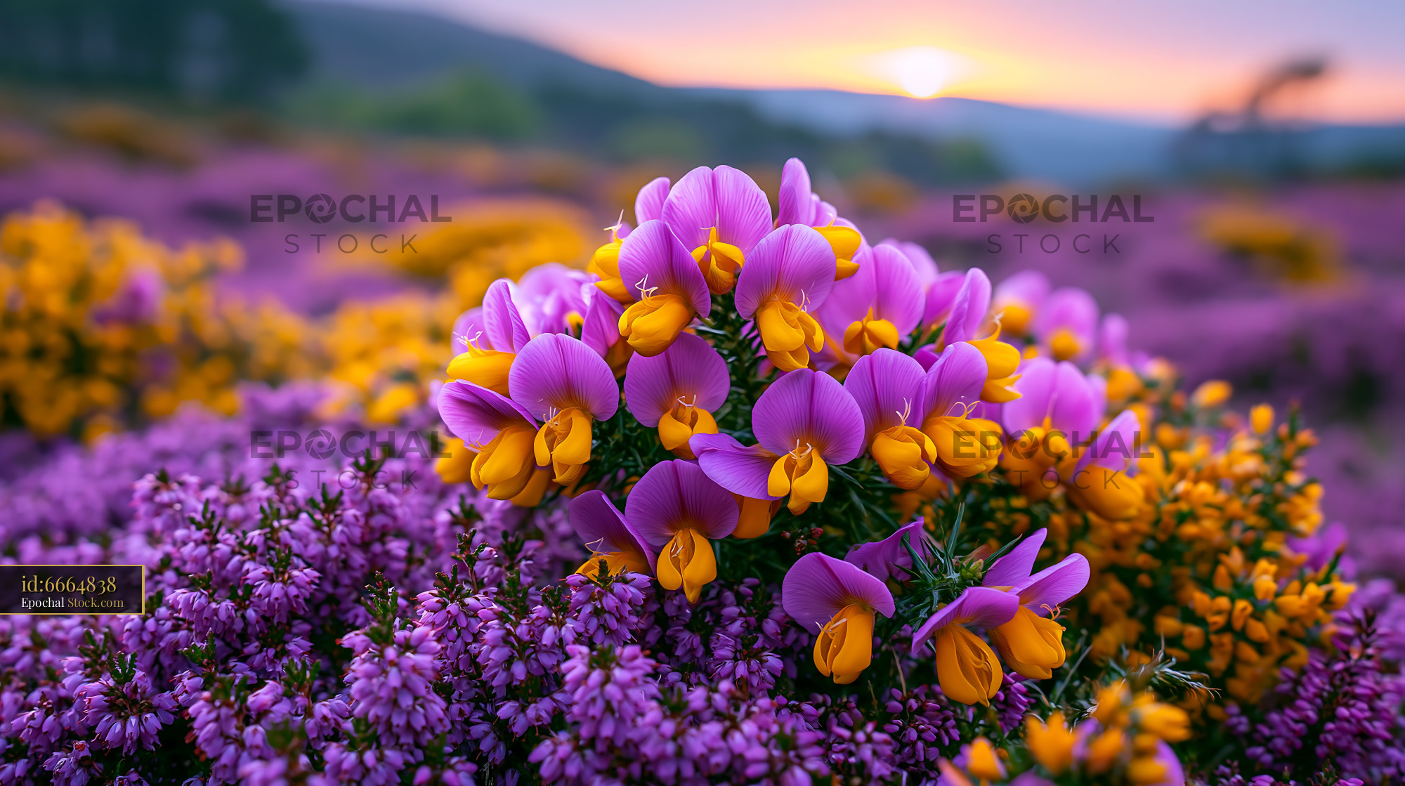 Cretan coastal daisy blooming in a vibrant field at sunset - stock photo