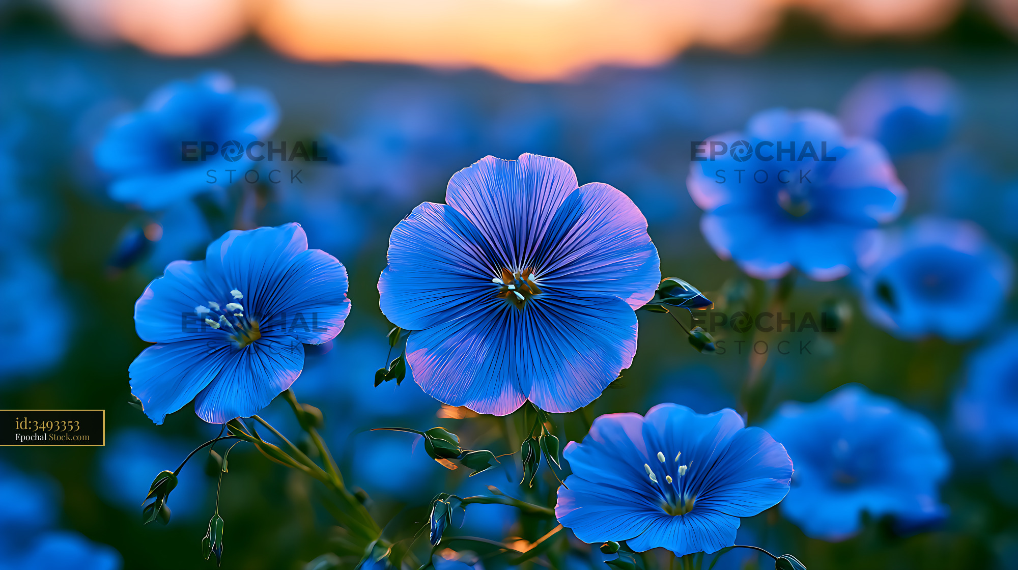 Vibrant blue flax blossoms in a meadow during golden hour - stock photo