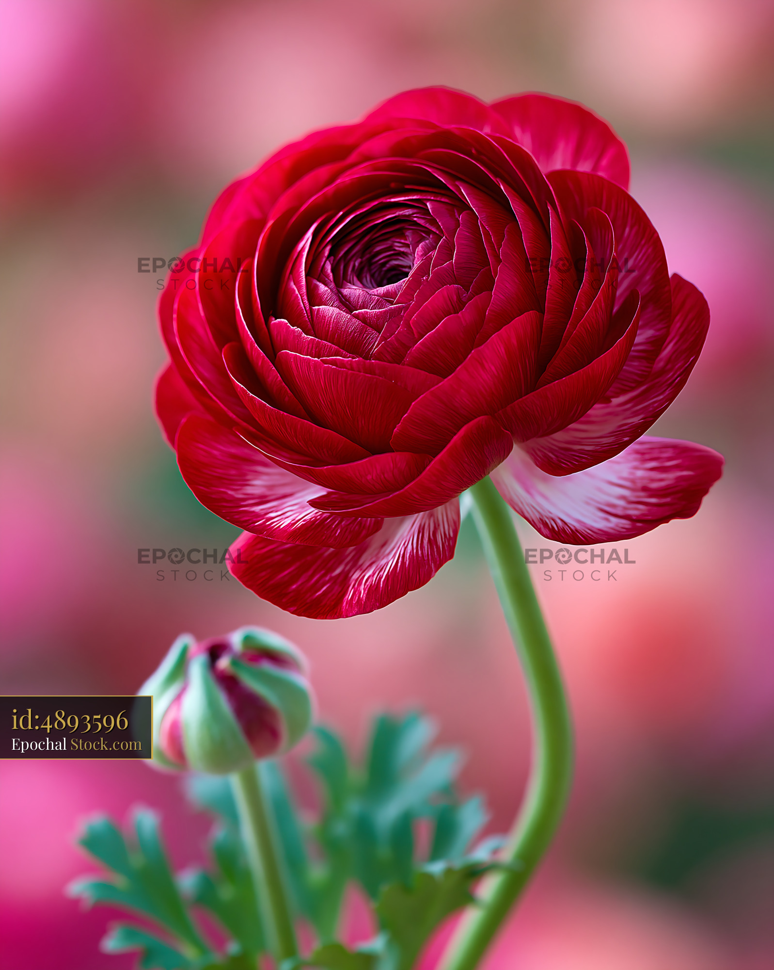 Red ranunculus flower with white edges blooming in a garden - stock photo