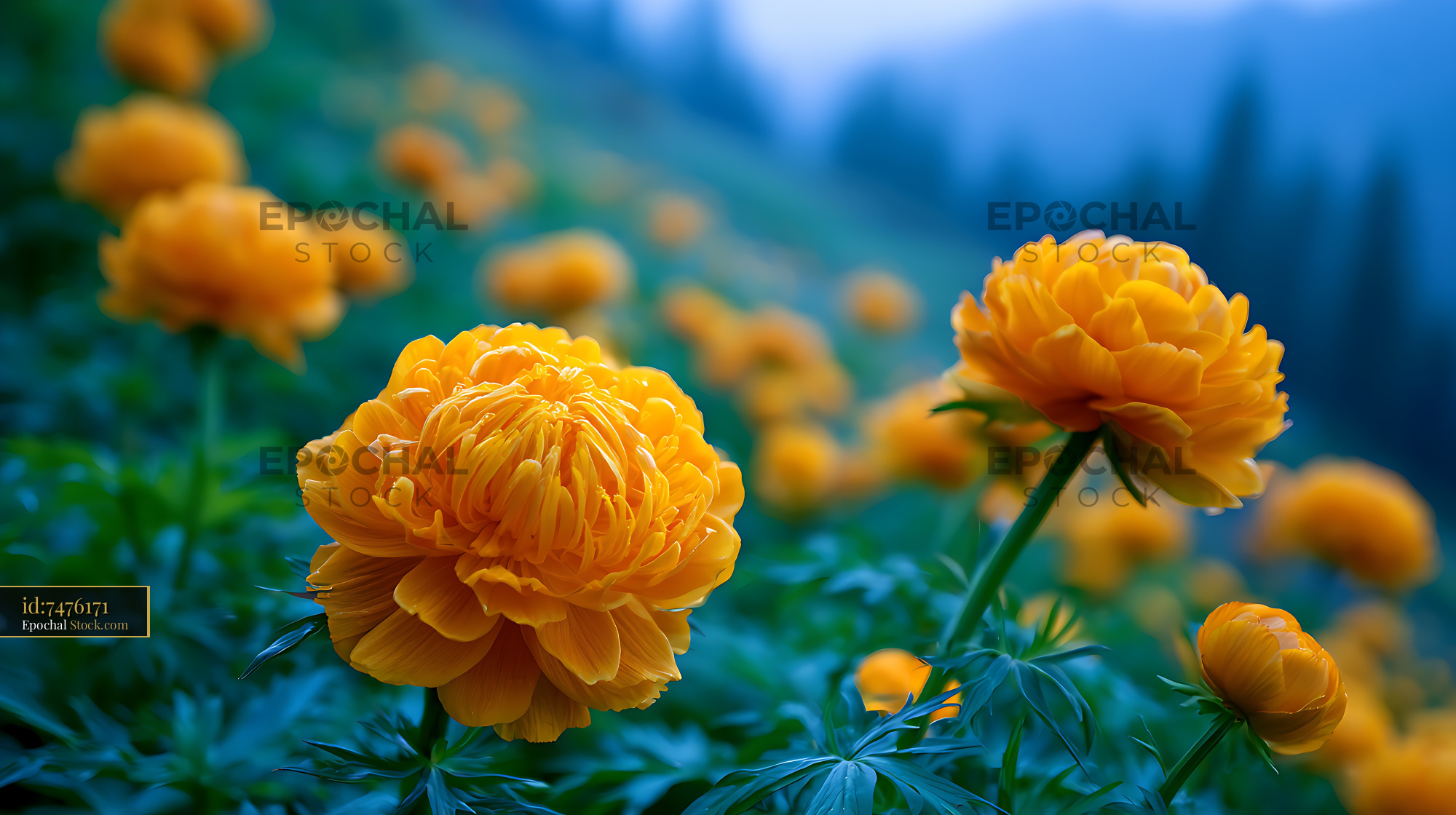 Vibrant orange trollius globe flowers blooming in a mountain meadow - stock photo