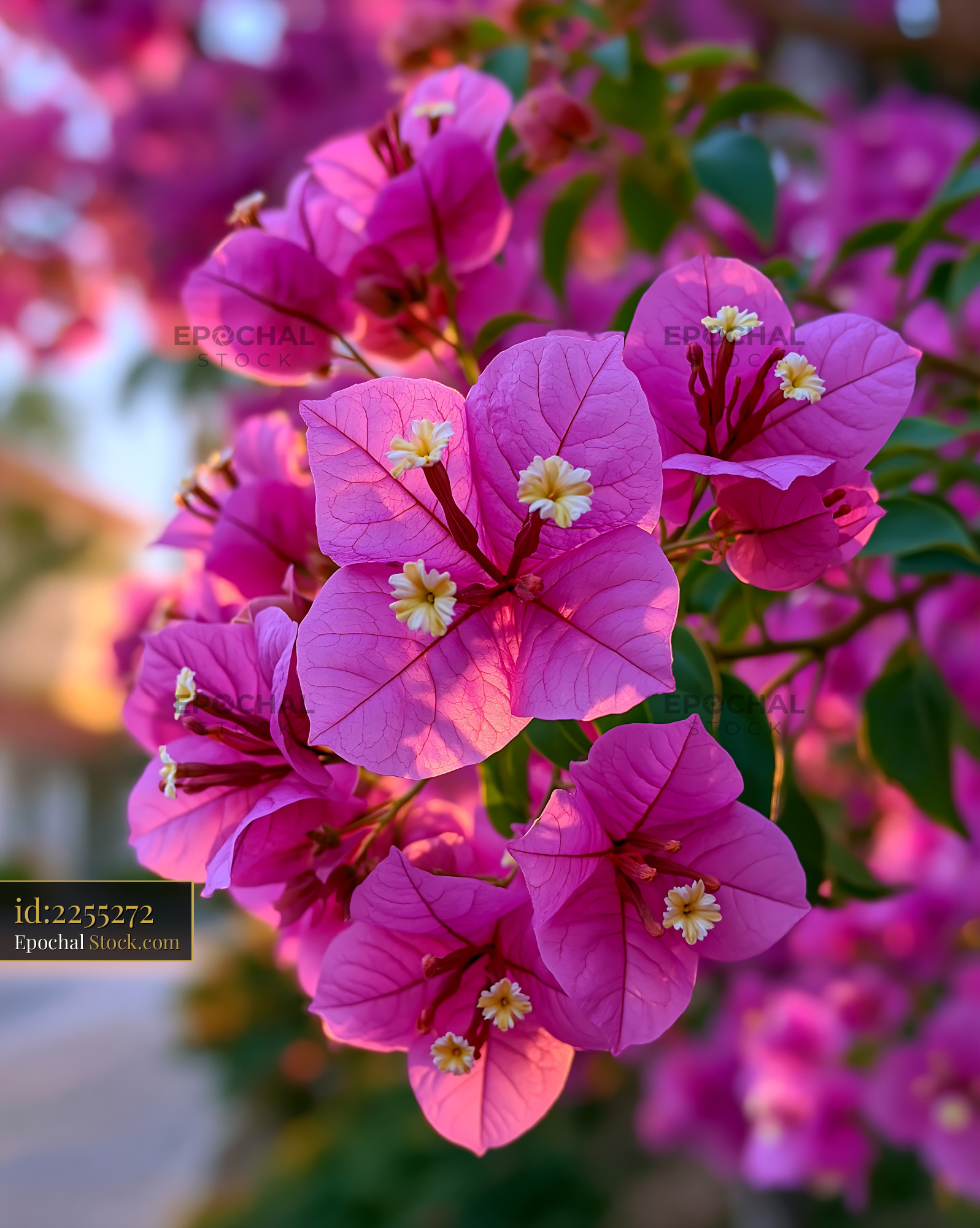 Vibrant pink oleander flowers blooming in warm golden hour sunlight - stock photo