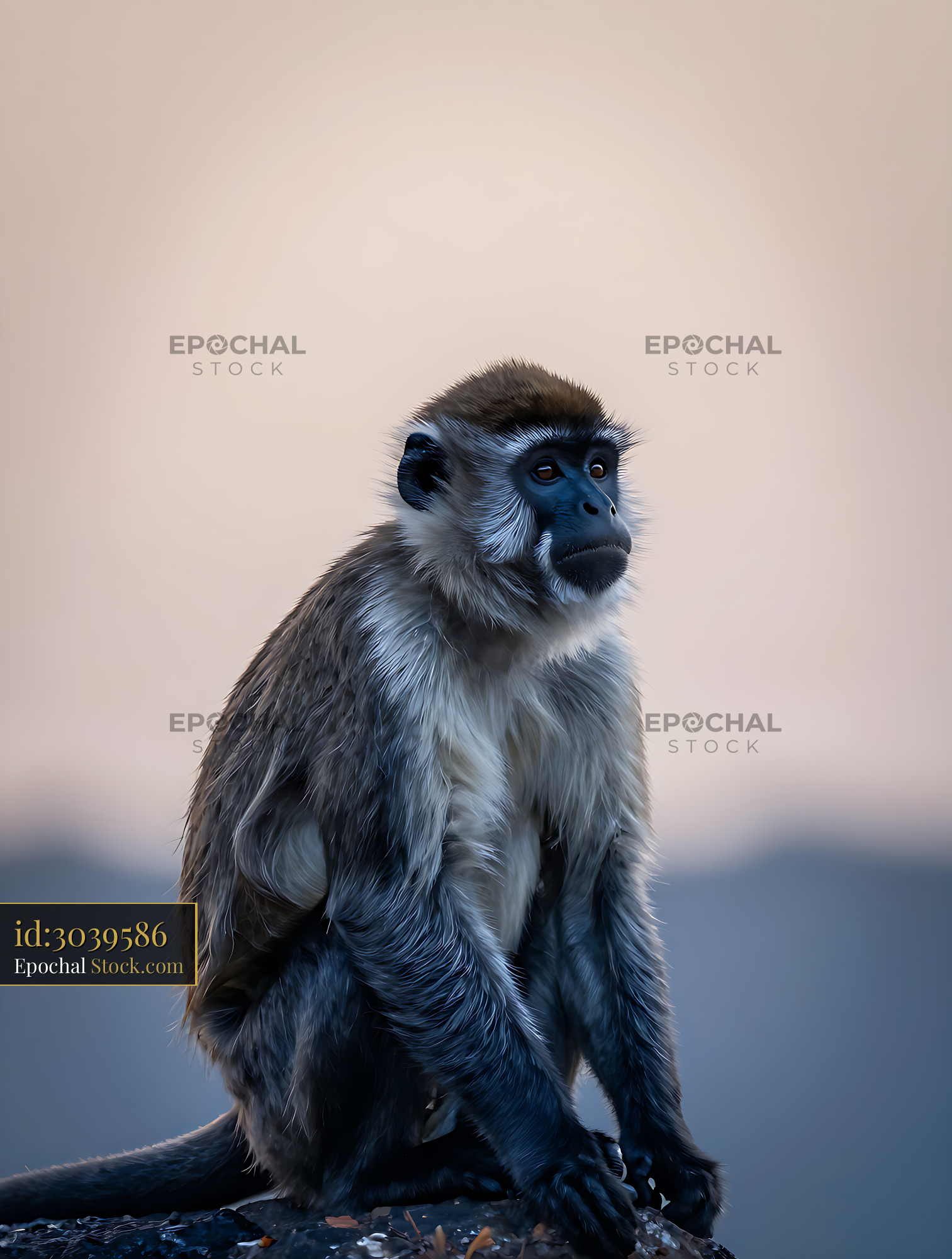 Solitary De Brazza's monkey sitting on a rock at dawn - stock photo