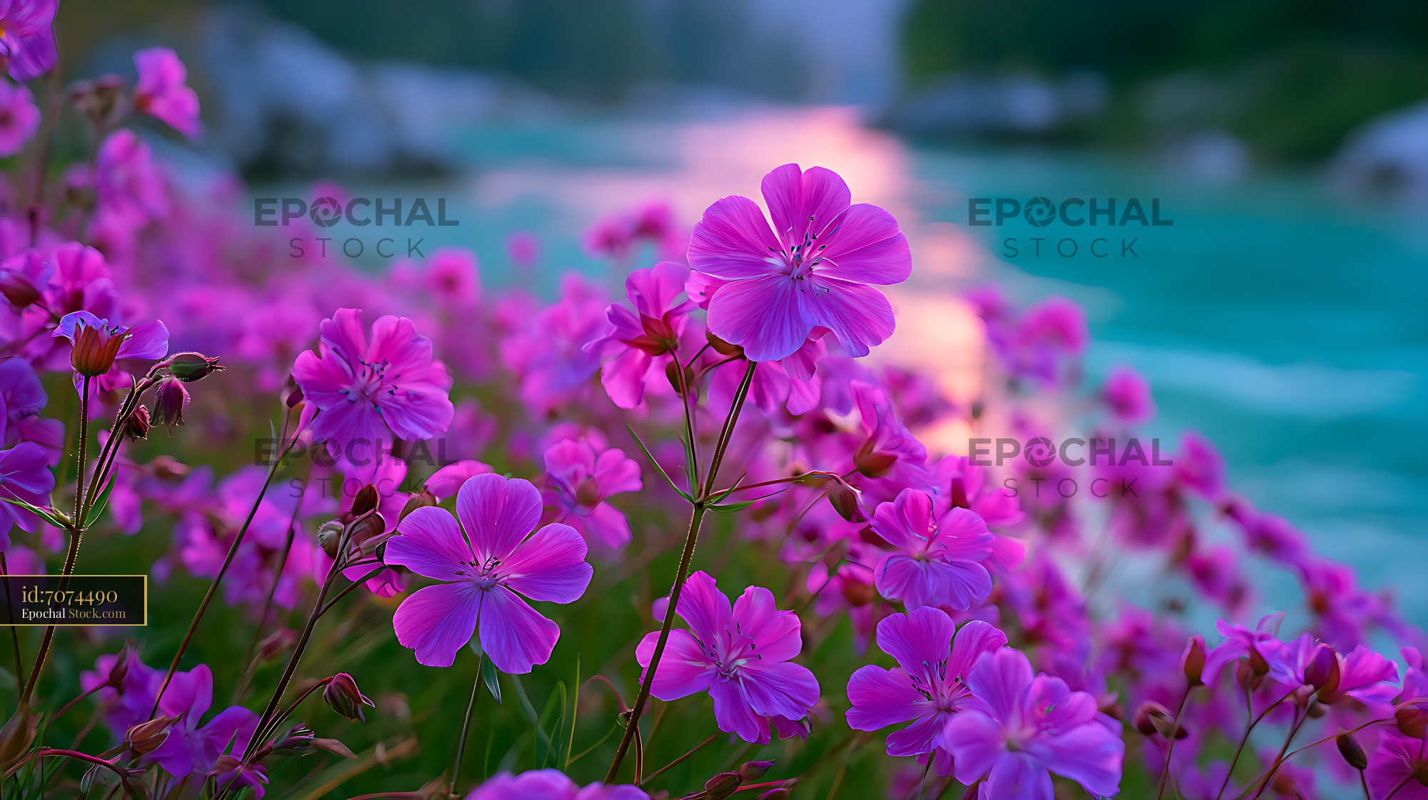 Vibrant purple wildflowers on a riverbank in Bovec at sunset - stock photo
