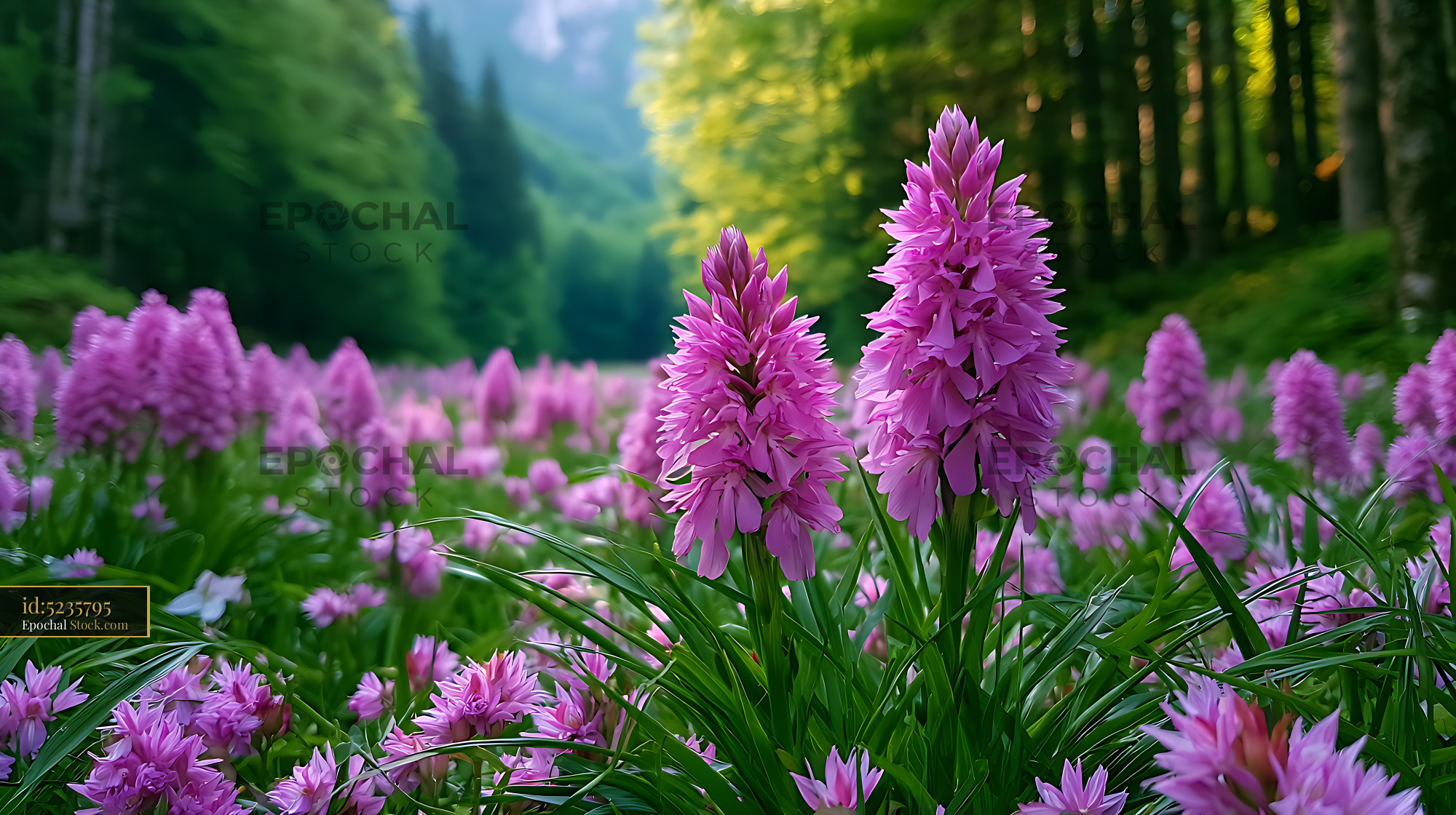 Vibrant pink bosnian wild orchid grass blooming in a lush forest - stock photo