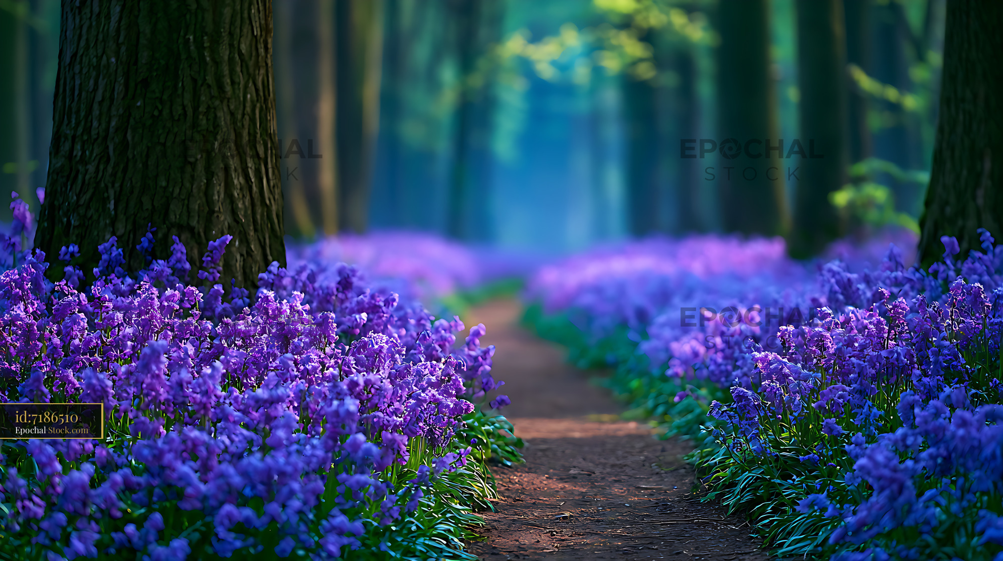 English bluebell forest carpet along a woodland path in spring - stock photo
