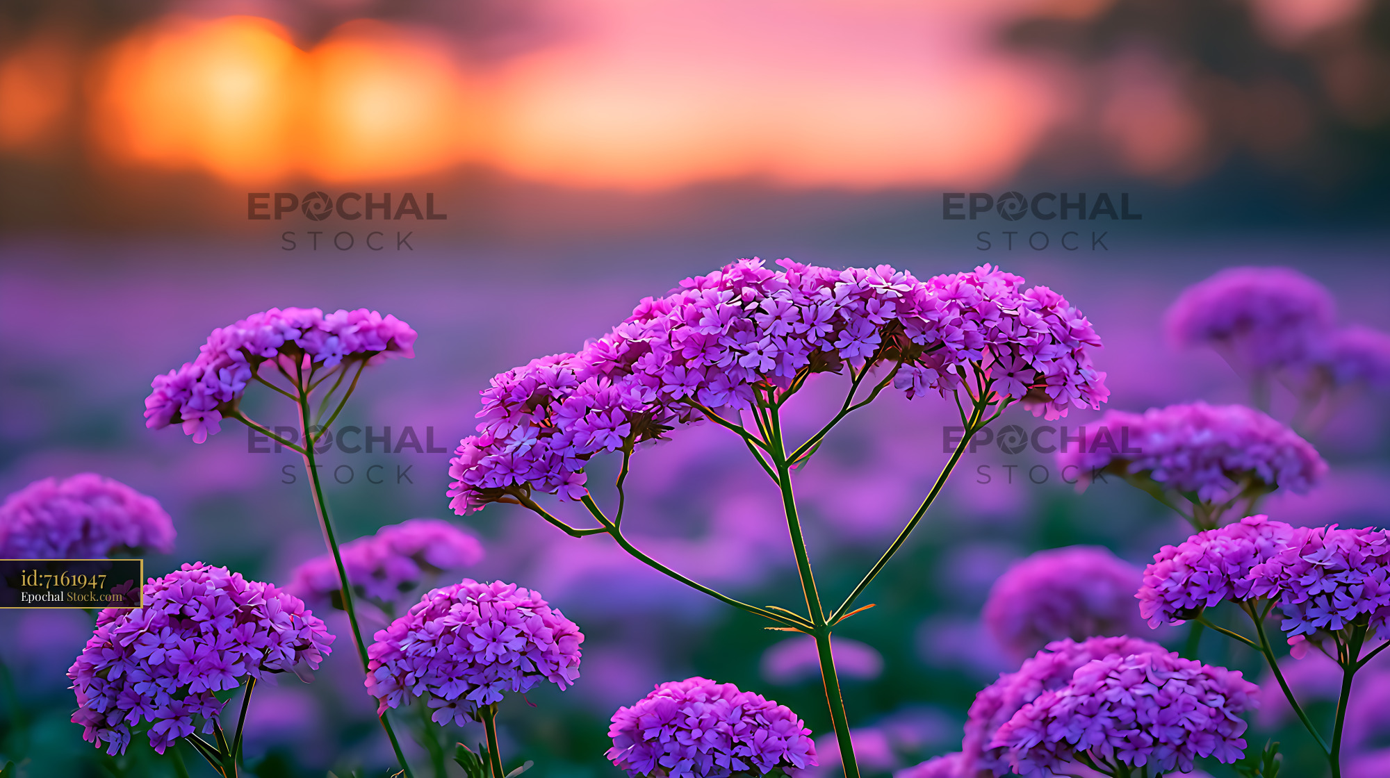 Wild verbena blooming in a summer field during golden hour - stock photo