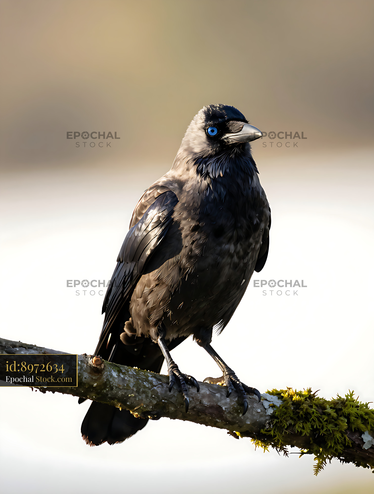 Carrion crow with striking blue eyes perched on a mossy branch - stock photo