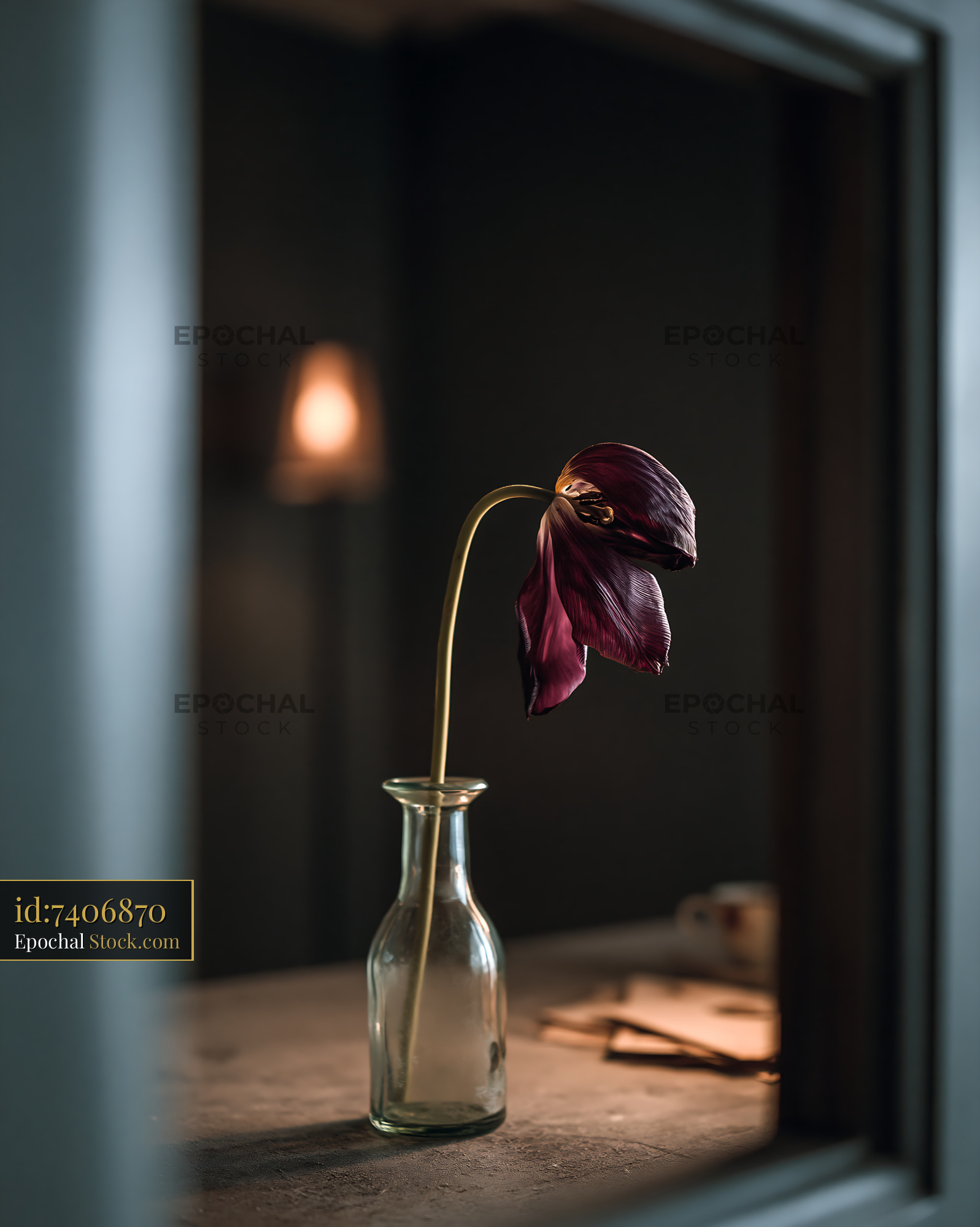 Single wilted tulip in a glass vase on a table in a moody room - stock photo