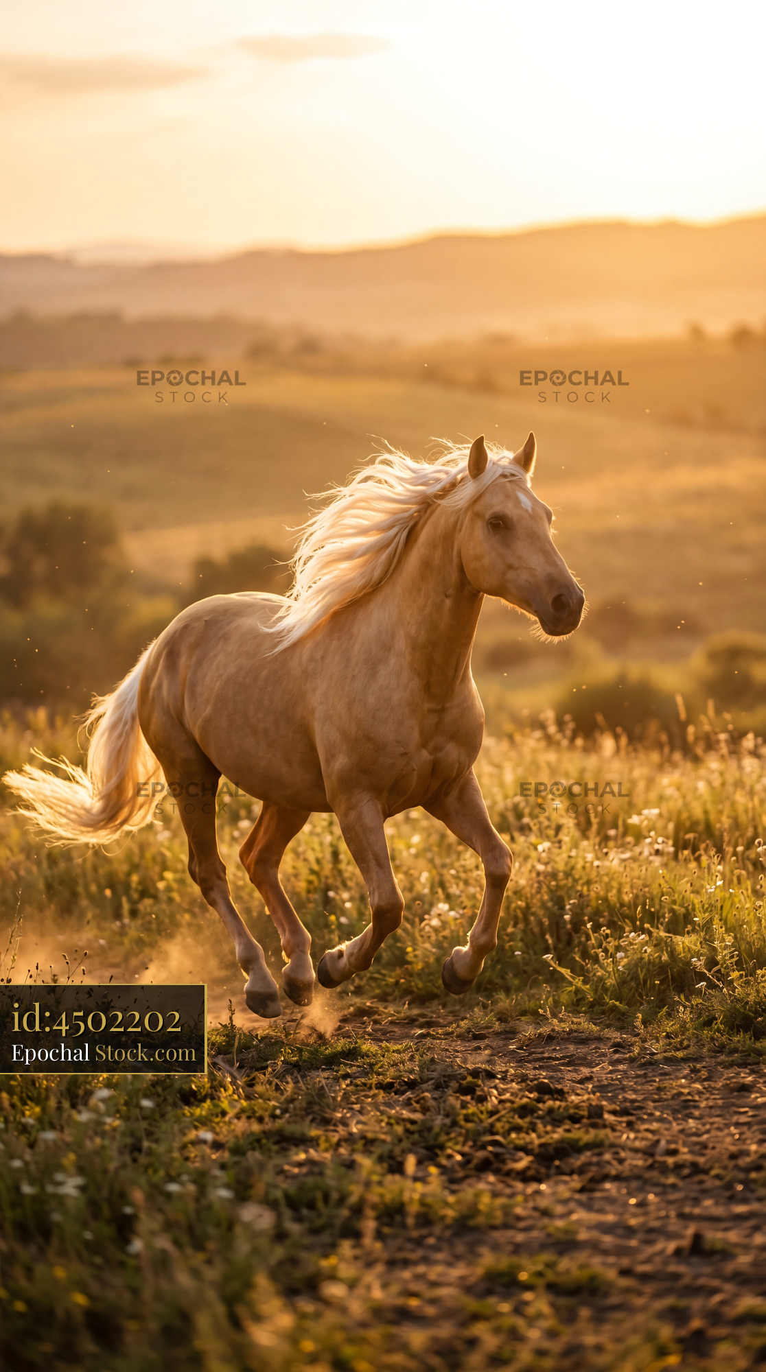Sunlit Palomino Horse Galloping Golden Mane - stock photo