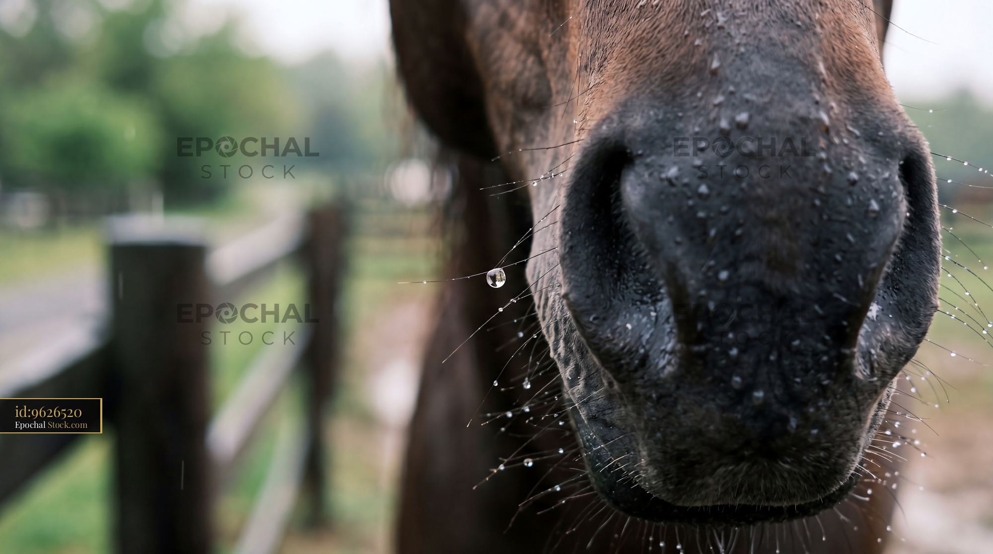Soft Horse Muzzle with Dewy Rain Droplets - stock photo