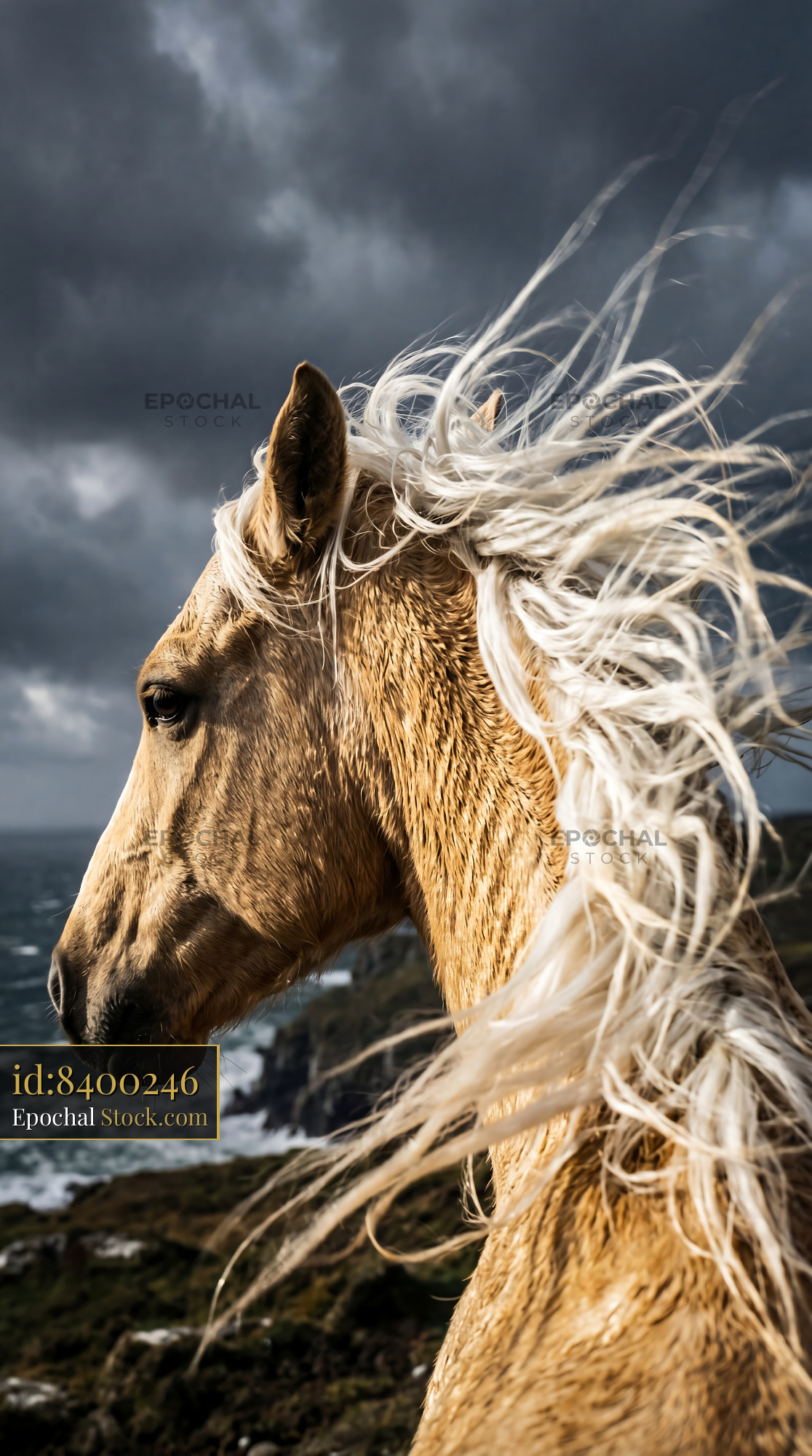 Windswept Palomino Horse Mane Golden Storm - stock photo