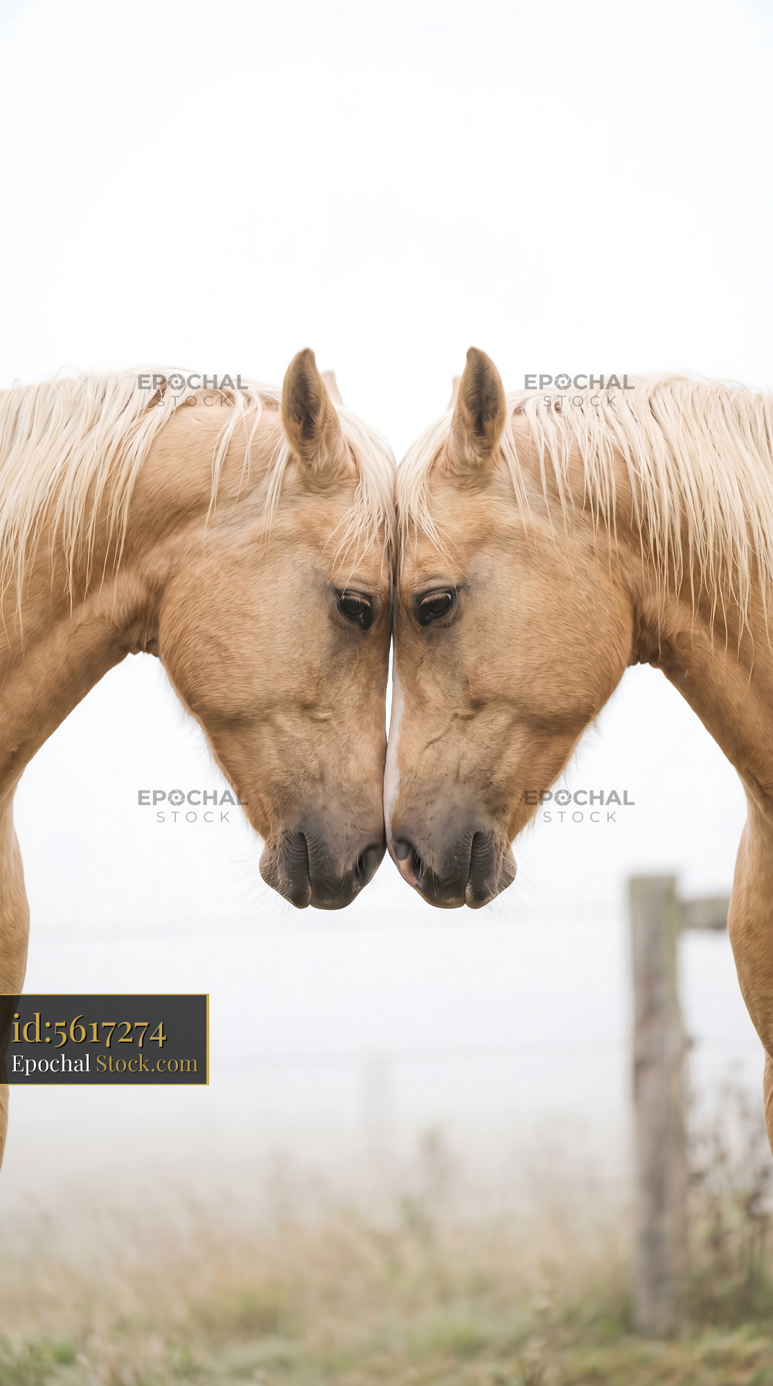 Misty Golden Palomino Horse Heart Nuzzle - stock photo