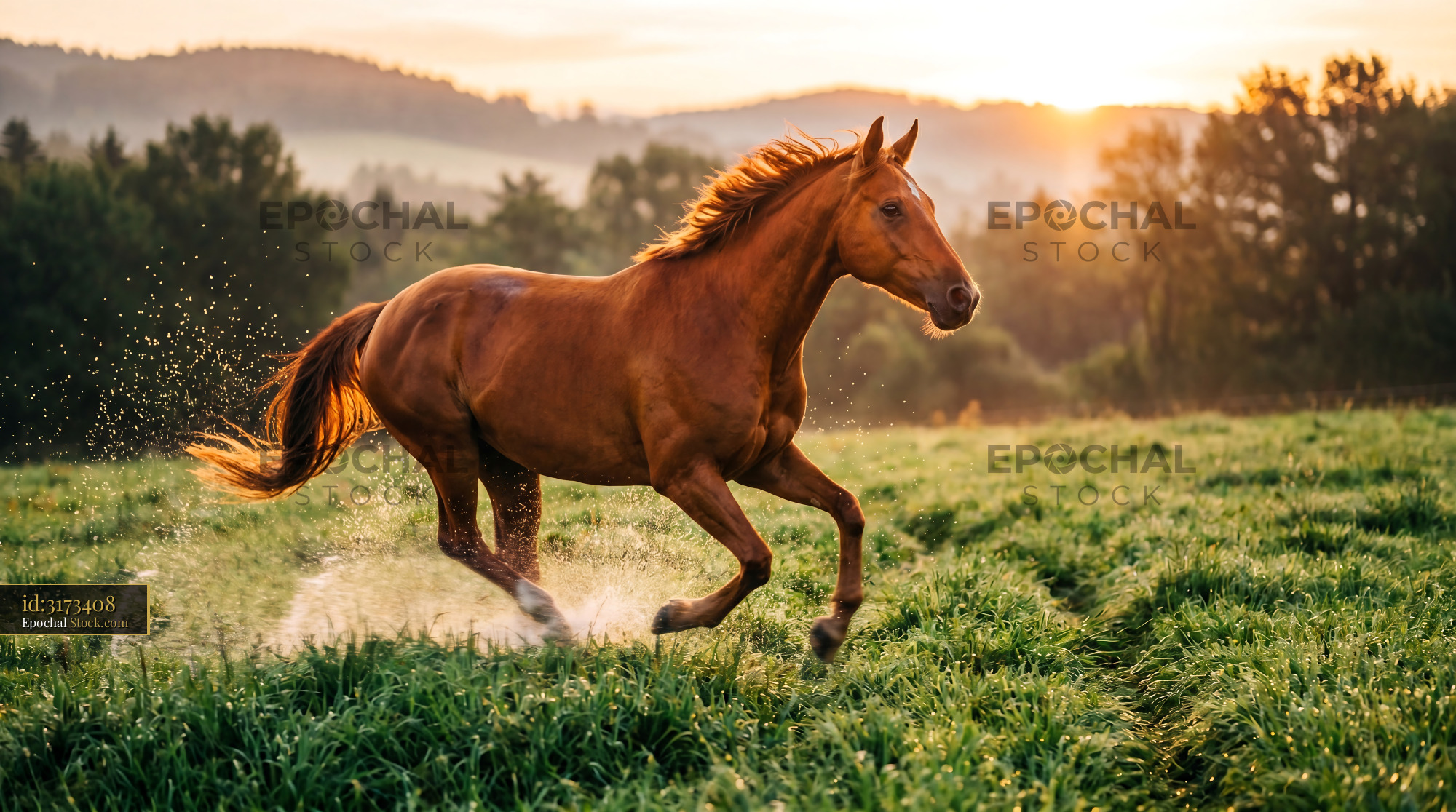 Galloping Chestnut Horse in Golden Morning Light - stock photo