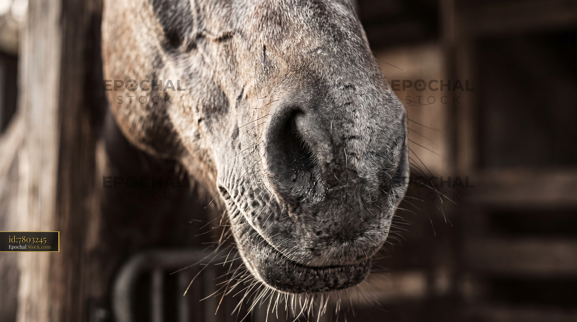 Seamless Soft Grey Horse Nose Detail - stock photo