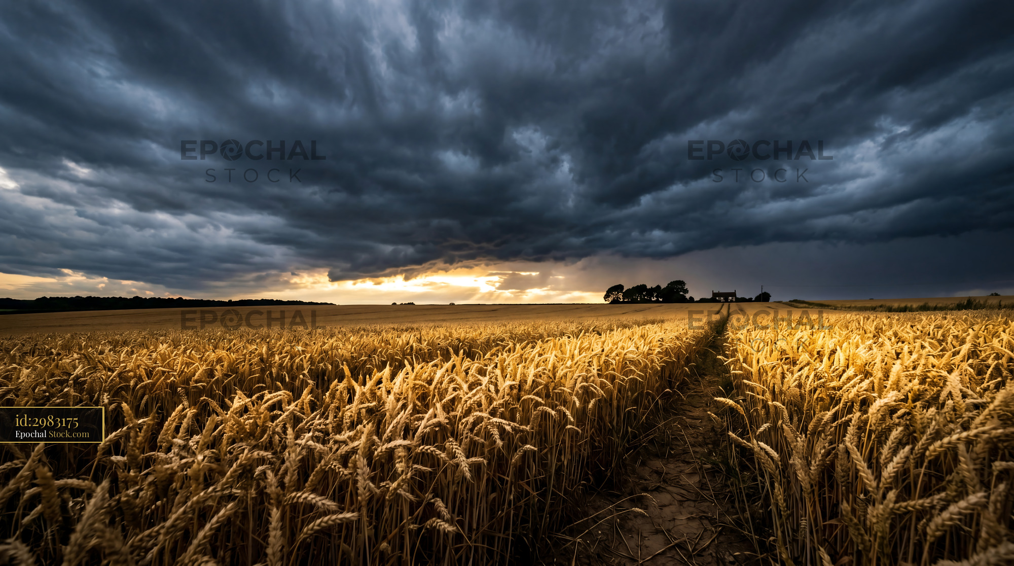 Stormy Golden Wheat Field Rimlight Pattern - stock photo