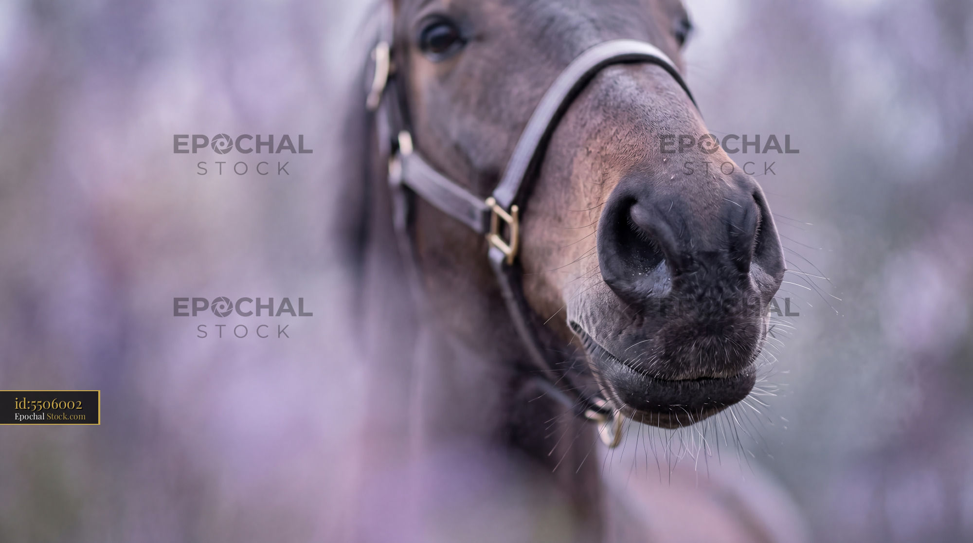 Velvet Horse Muzzle Soft Lavender Grey Portrait - stock photo