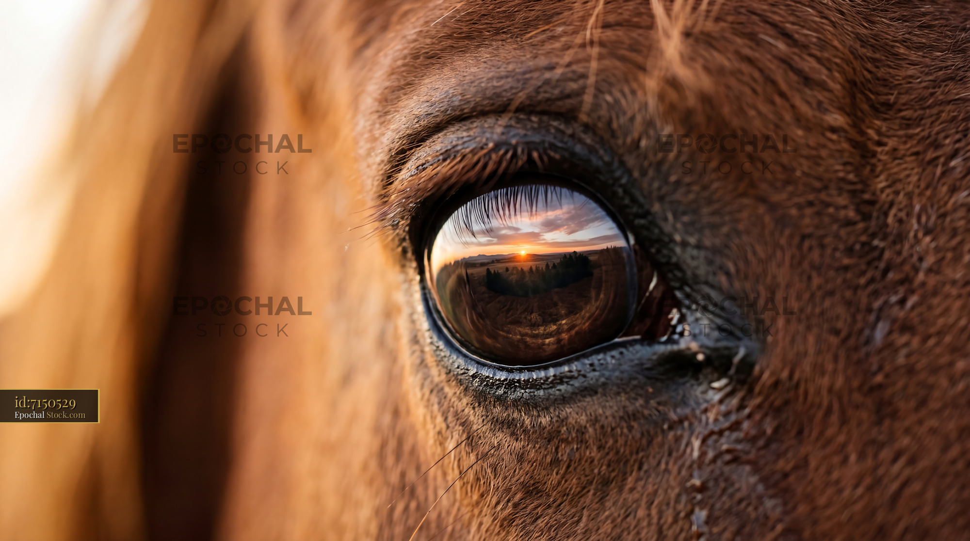 Chestnut Horse Eye Sunrise Reflection Macro - stock photo