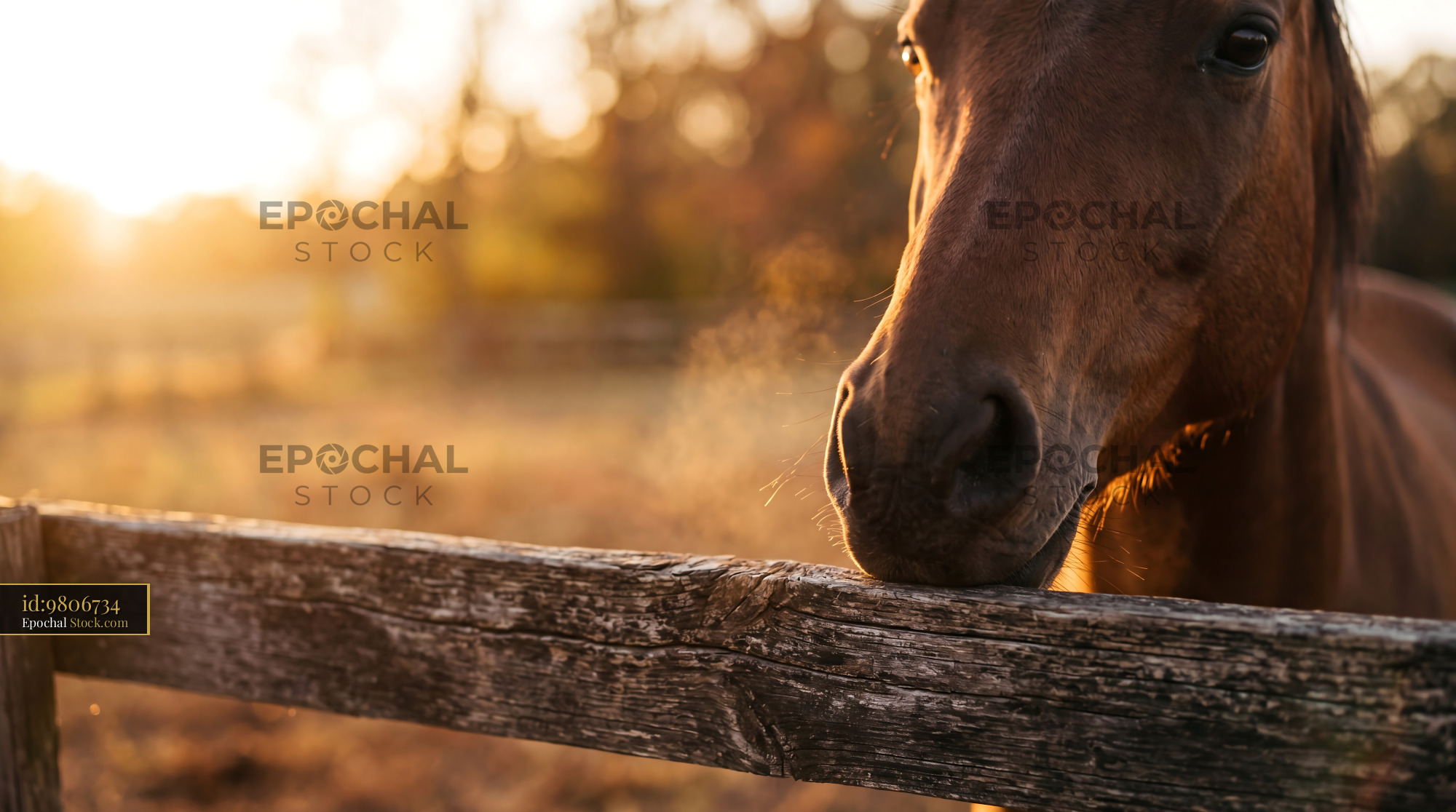 Soft Velvet Horse Muzzle Golden Hour Sunset - stock photo