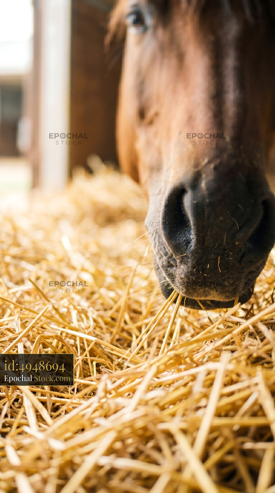 Soft Horse Muzzle in Golden Summer Straw - stock photo