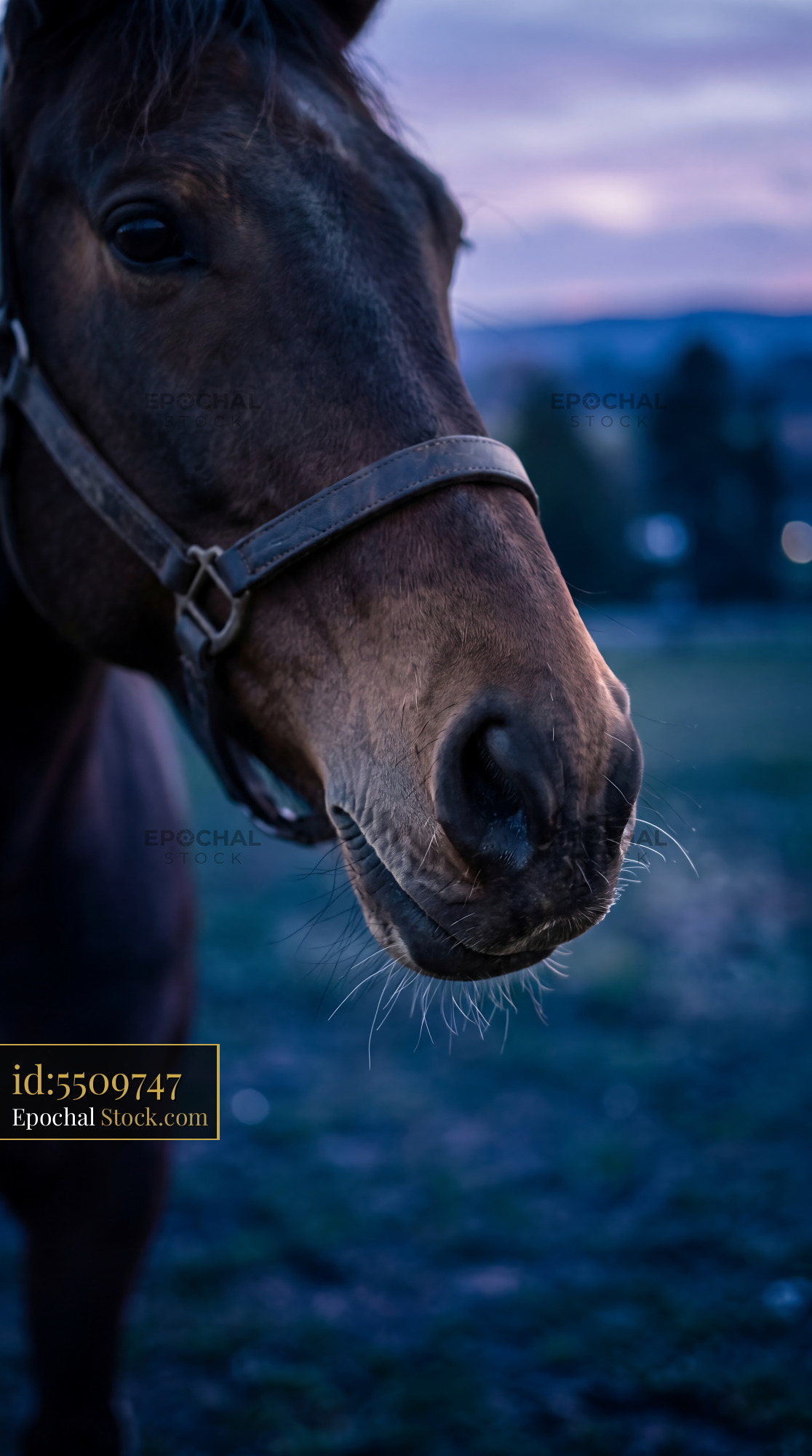 Twilight Horse Nose Soft Muzzle Detail - stock photo