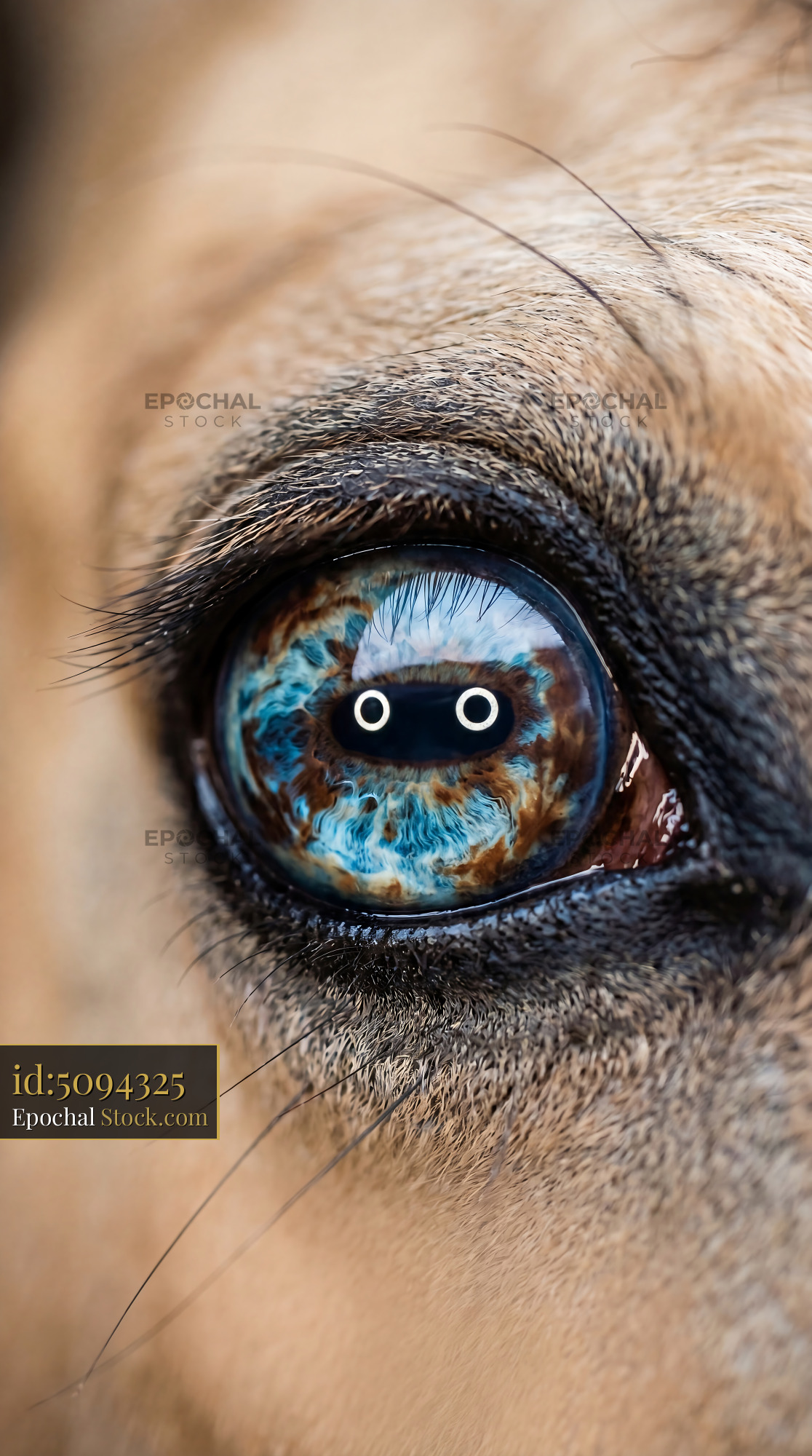 Blue Marble Horse Eye Macro Swirls - stock photo