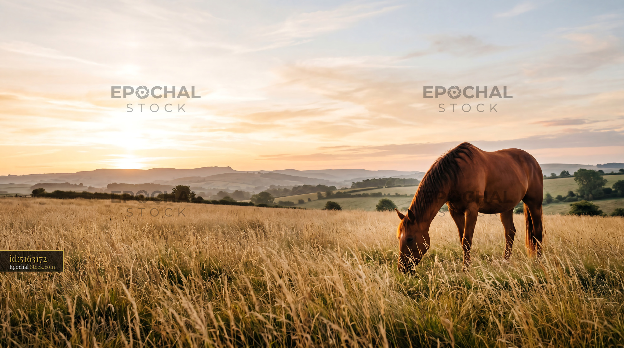 Golden Sunrise Chestnut Horse Grazing Field - stock photo