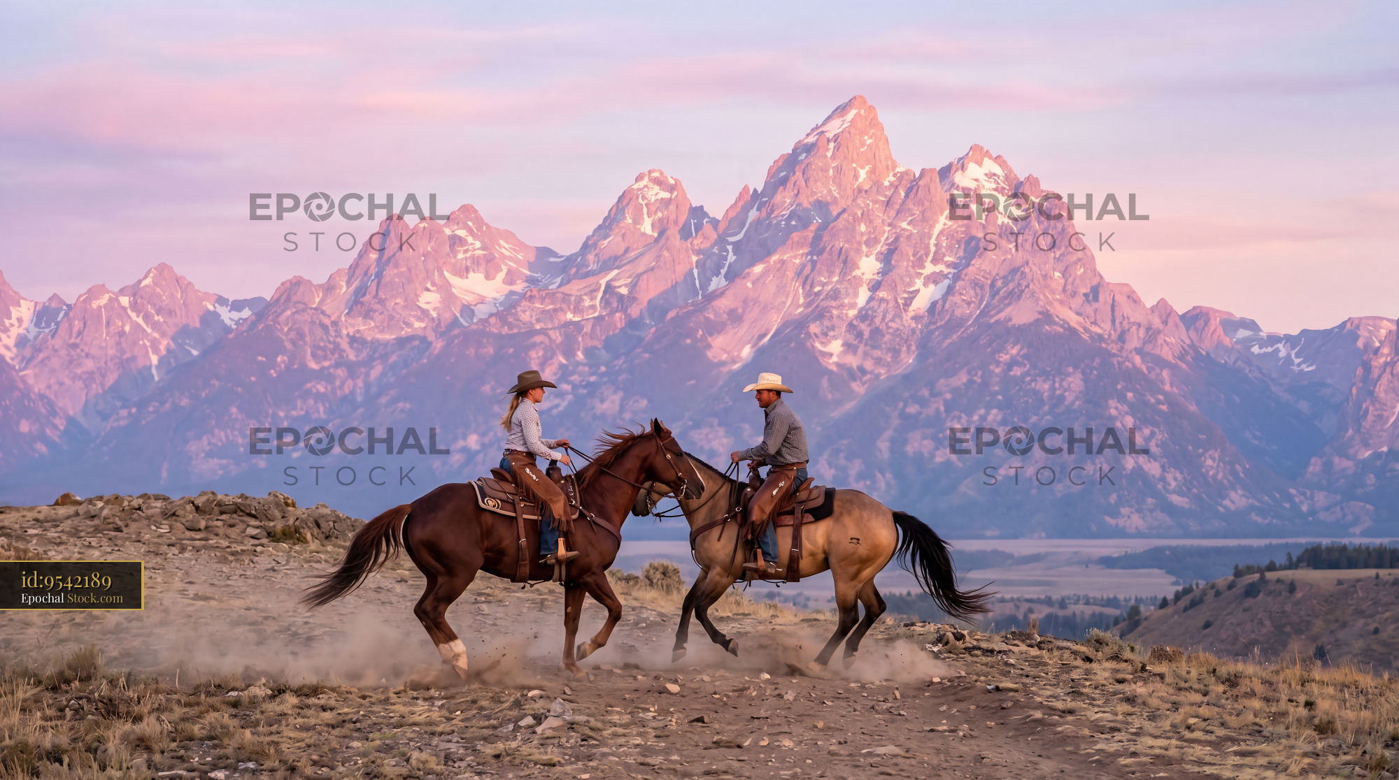 Reining Horses Lavender Mountain Alpenglow - stock photo