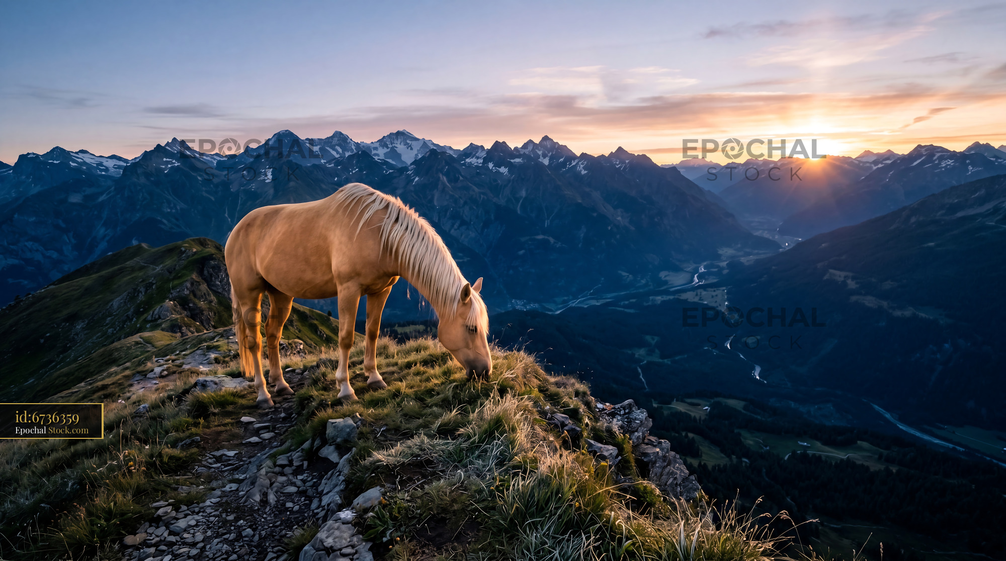 Majestic Palomino Horse Golden Sunrise Peaks - stock photo