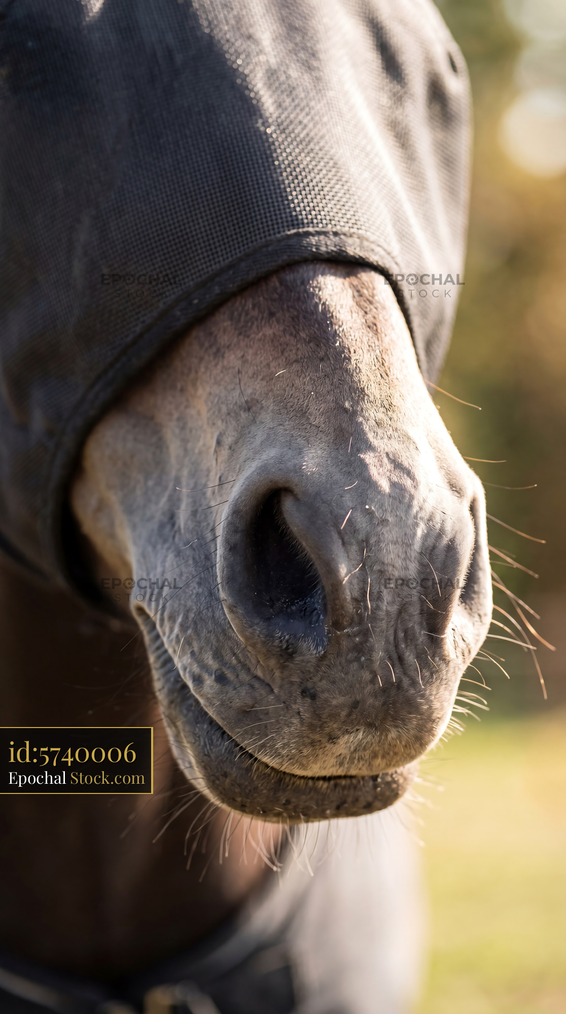 Soft Horse Nose Detail with Fly Mask Mesh - stock photo