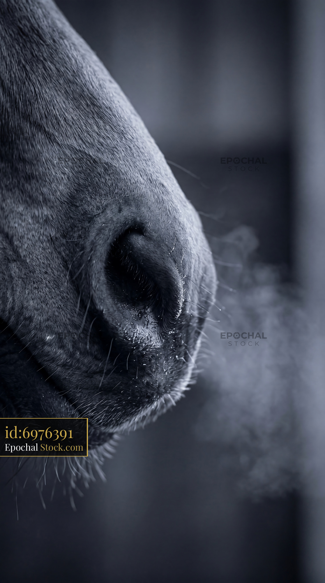 Monochromatic Blue Horse Nose Macro Detail - stock photo