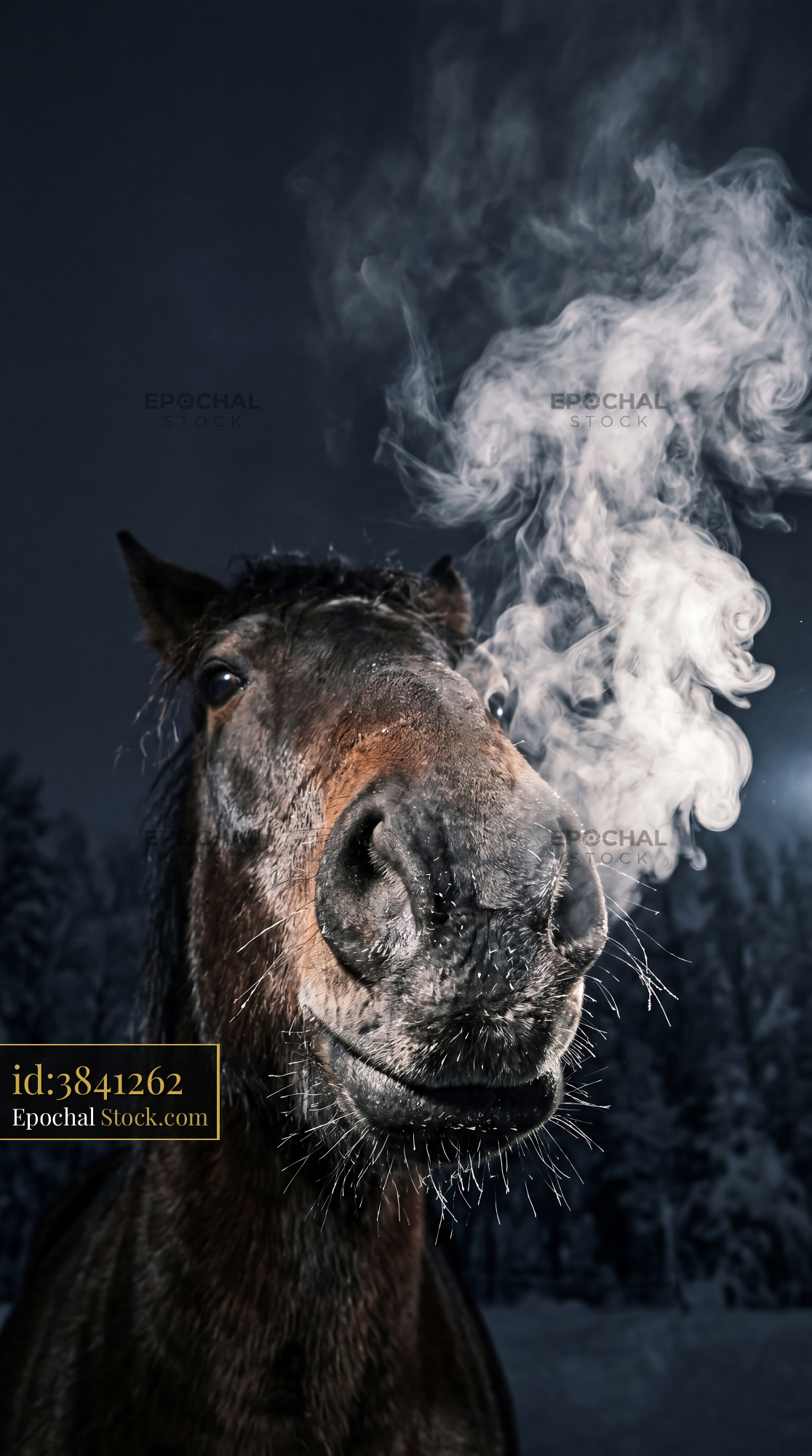 Dramatic Horse Breath Winter Steam Detail - stock photo