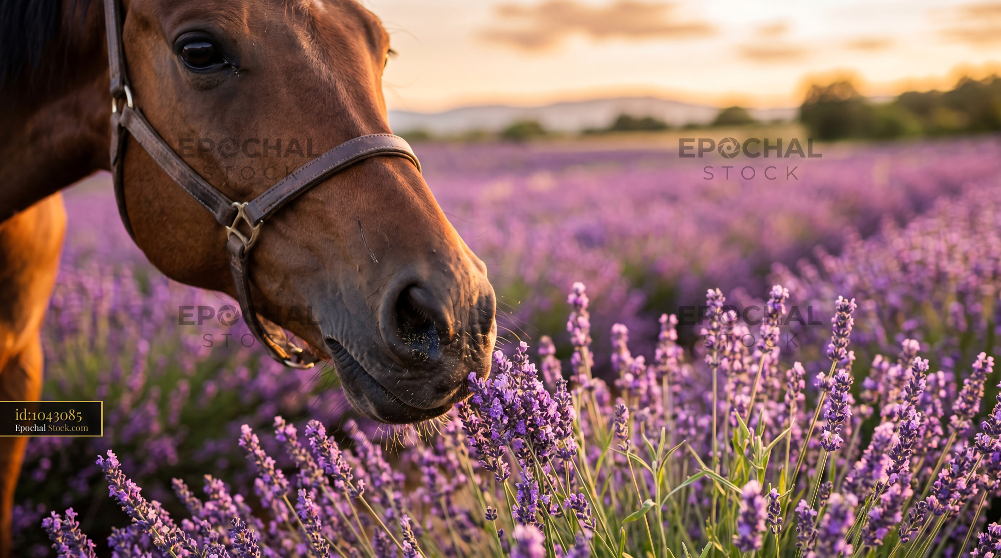 Horse Nose in Golden Hour Lavender Field - stock photo