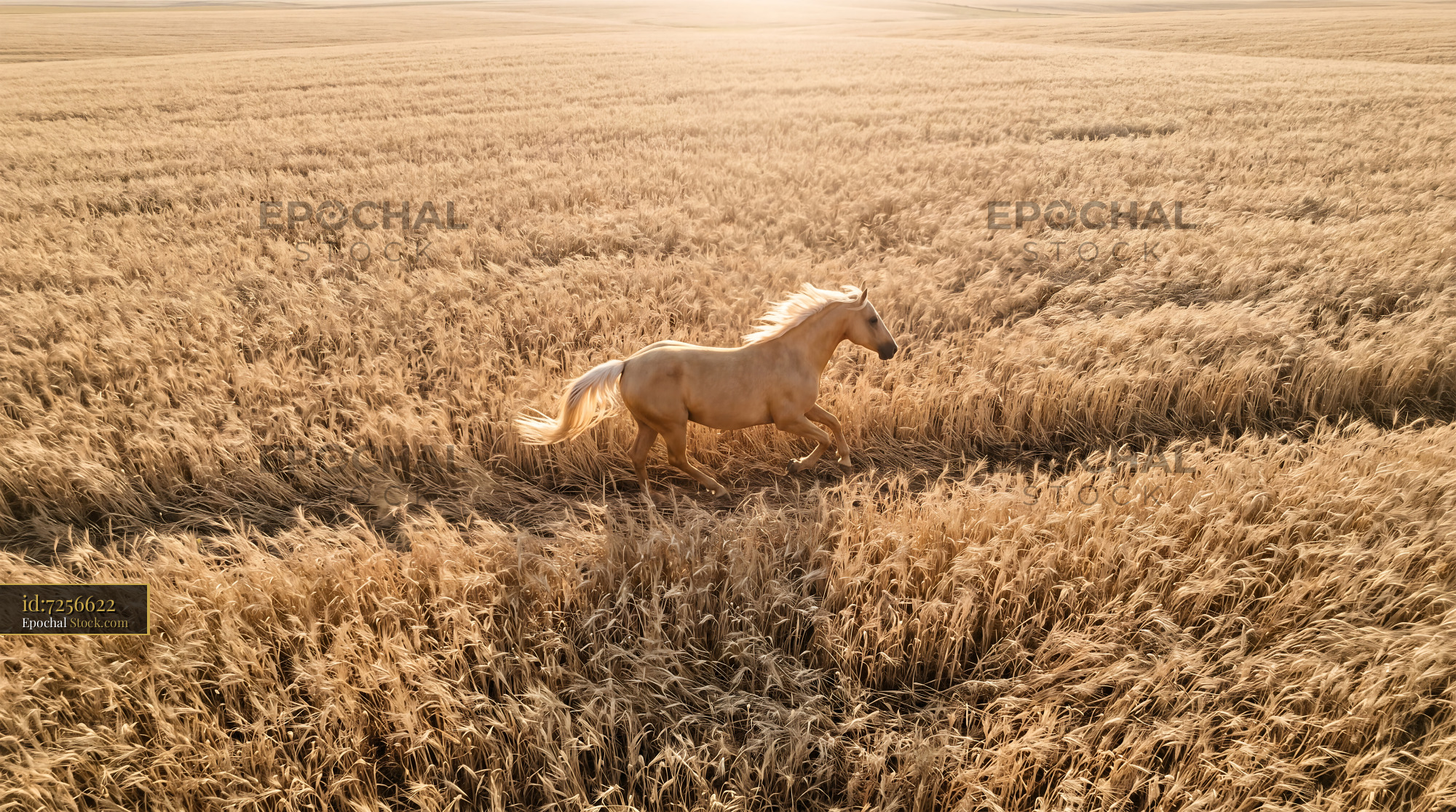 Golden Palomino Horse in Sun-Drenched Wheat - stock photo