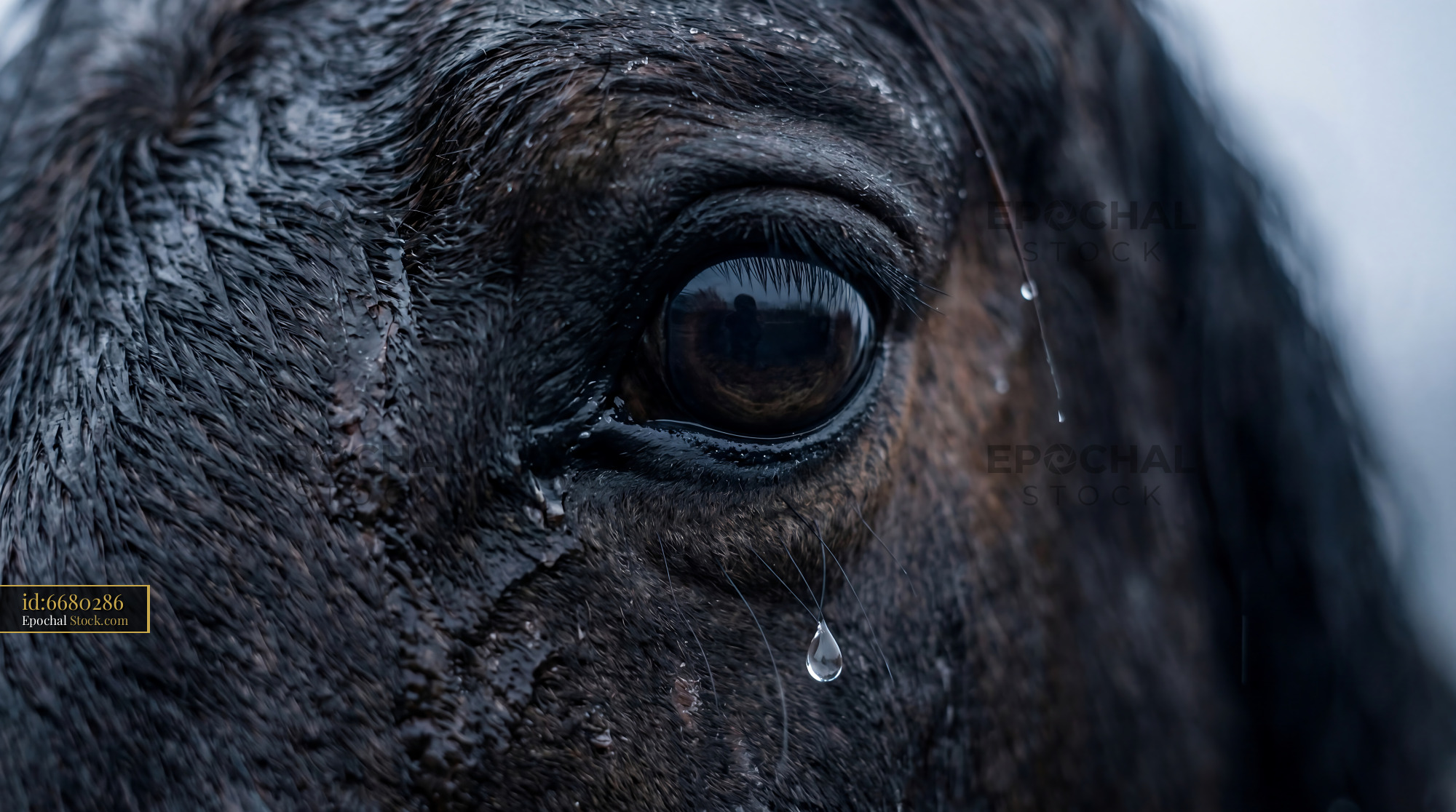 Wet Dark Horse Eye Close-up with Raindrops - stock photo