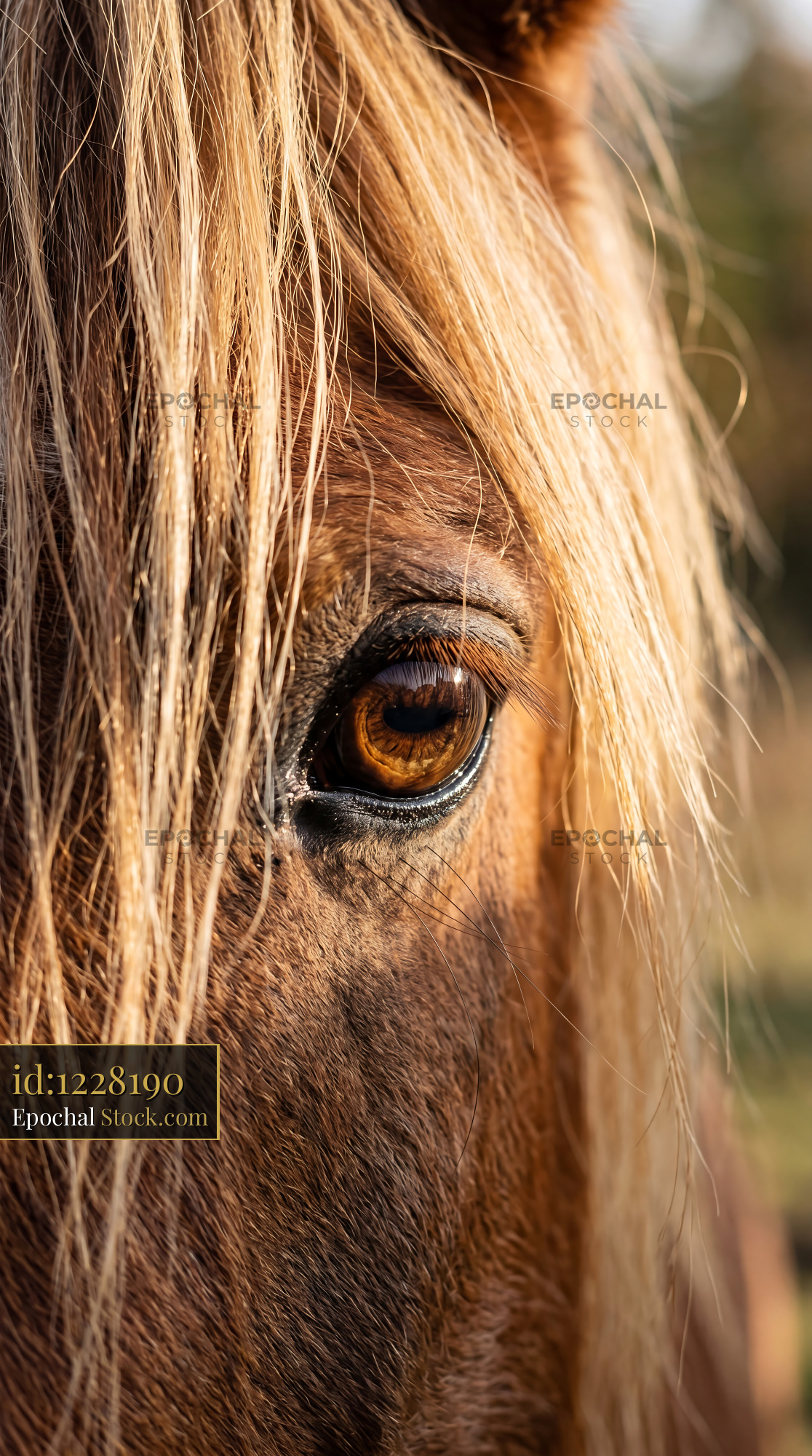 Amber Horse Eye with Sunlit Blonde Mane Hair - stock photo