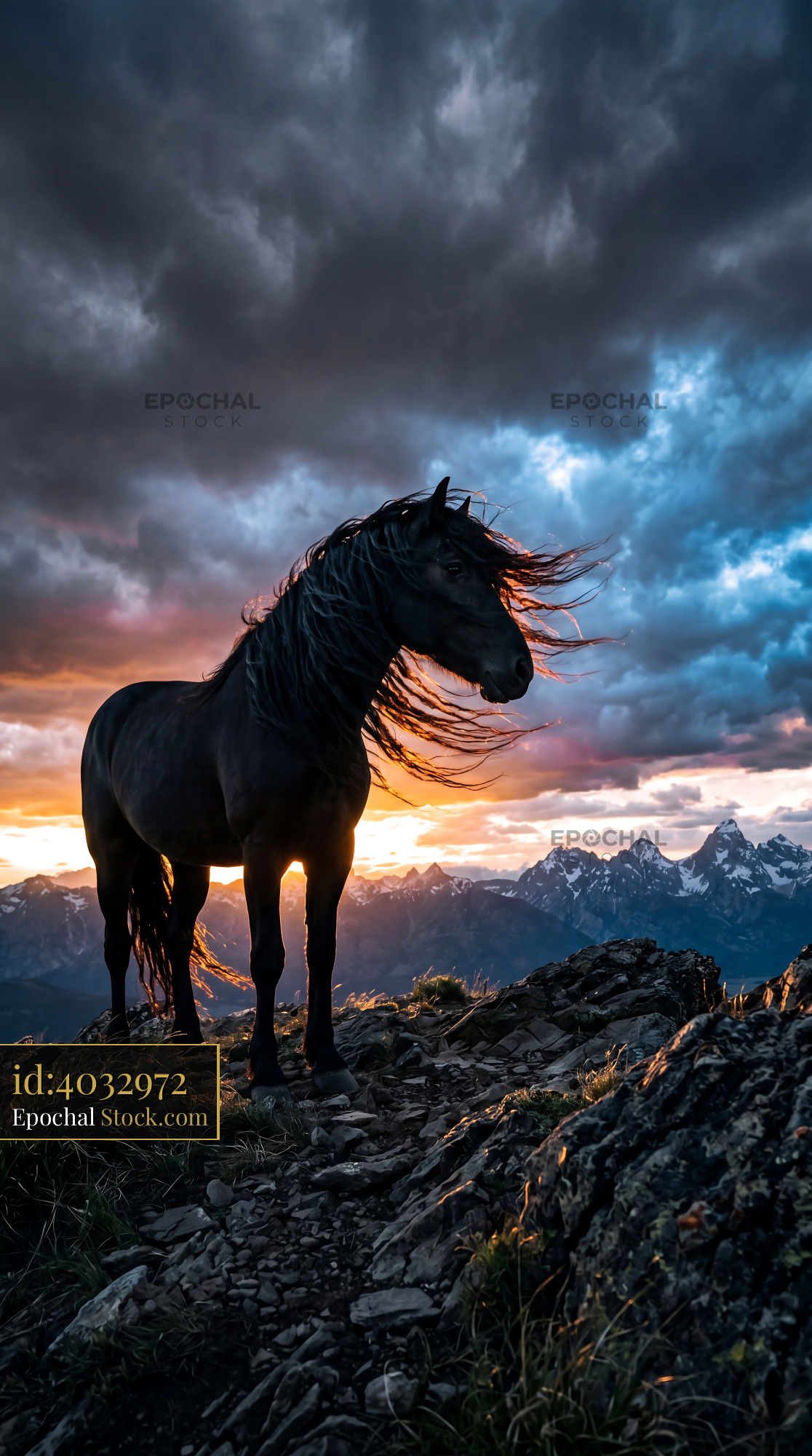 Majestic Black Horse Windblown Mane Sunset - stock photo