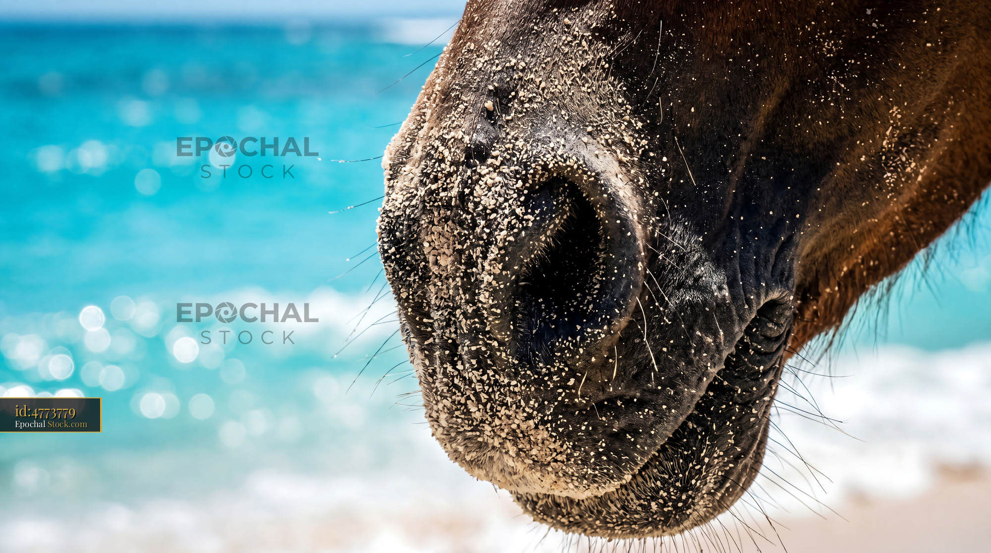 Sandy Horse Muzzle Coastal Texture - stock photo
