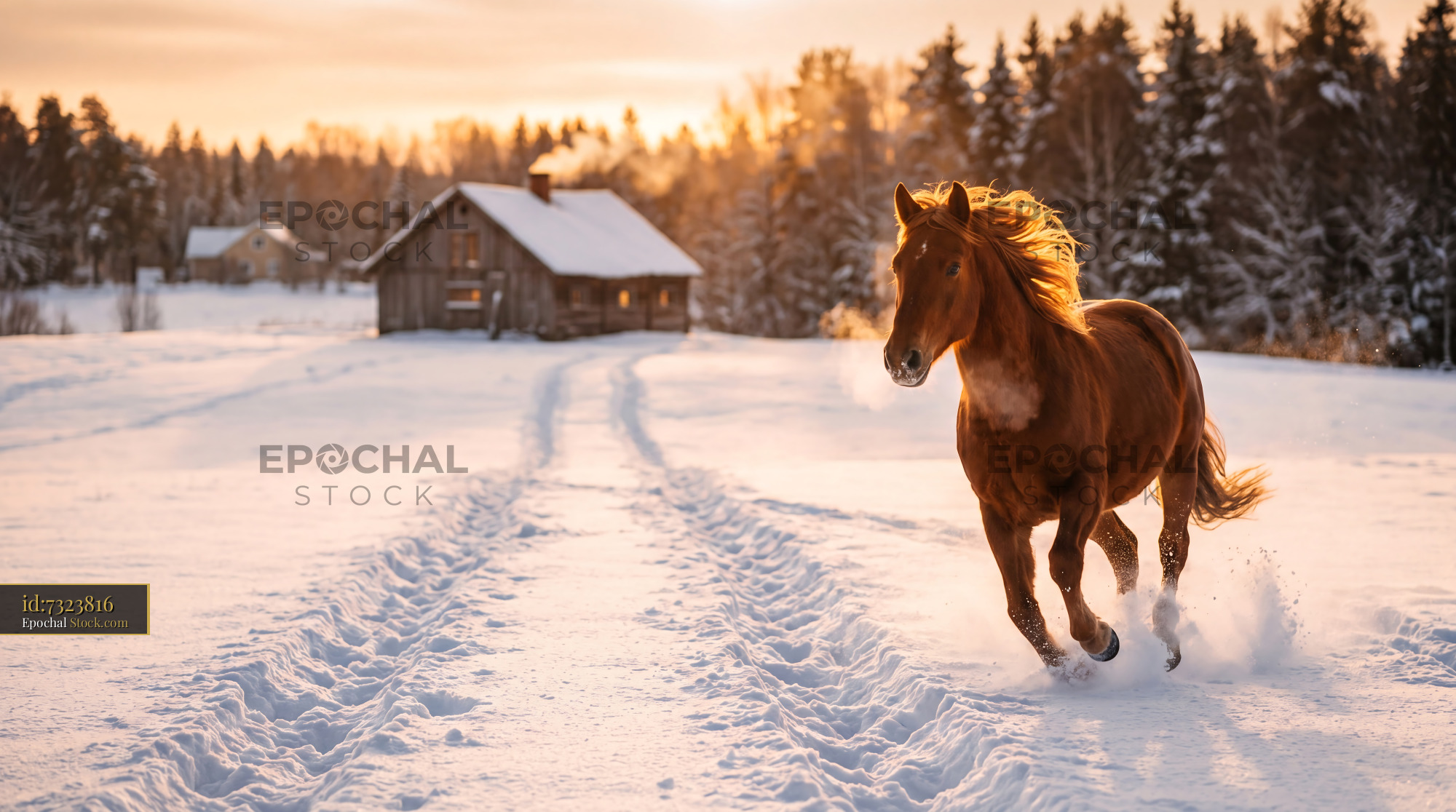 Golden Hour Horse Galloping Through Winter Snow - stock photo