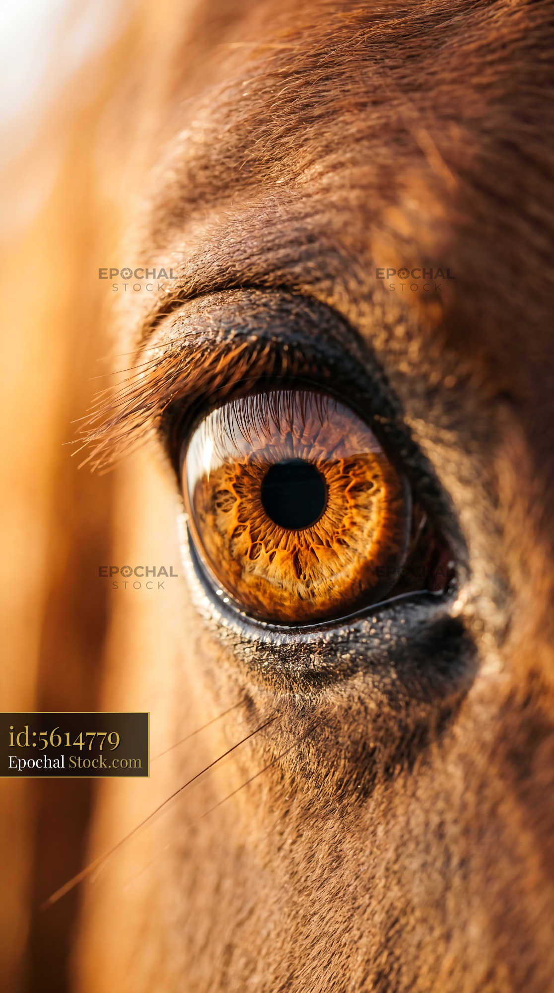 Golden Amber Horse Eye Macro Photography - stock photo
