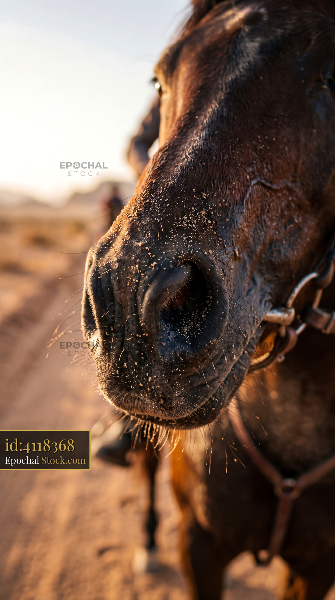 Bronze Horse Muzzle with Desert Sand Detail - stock photo
