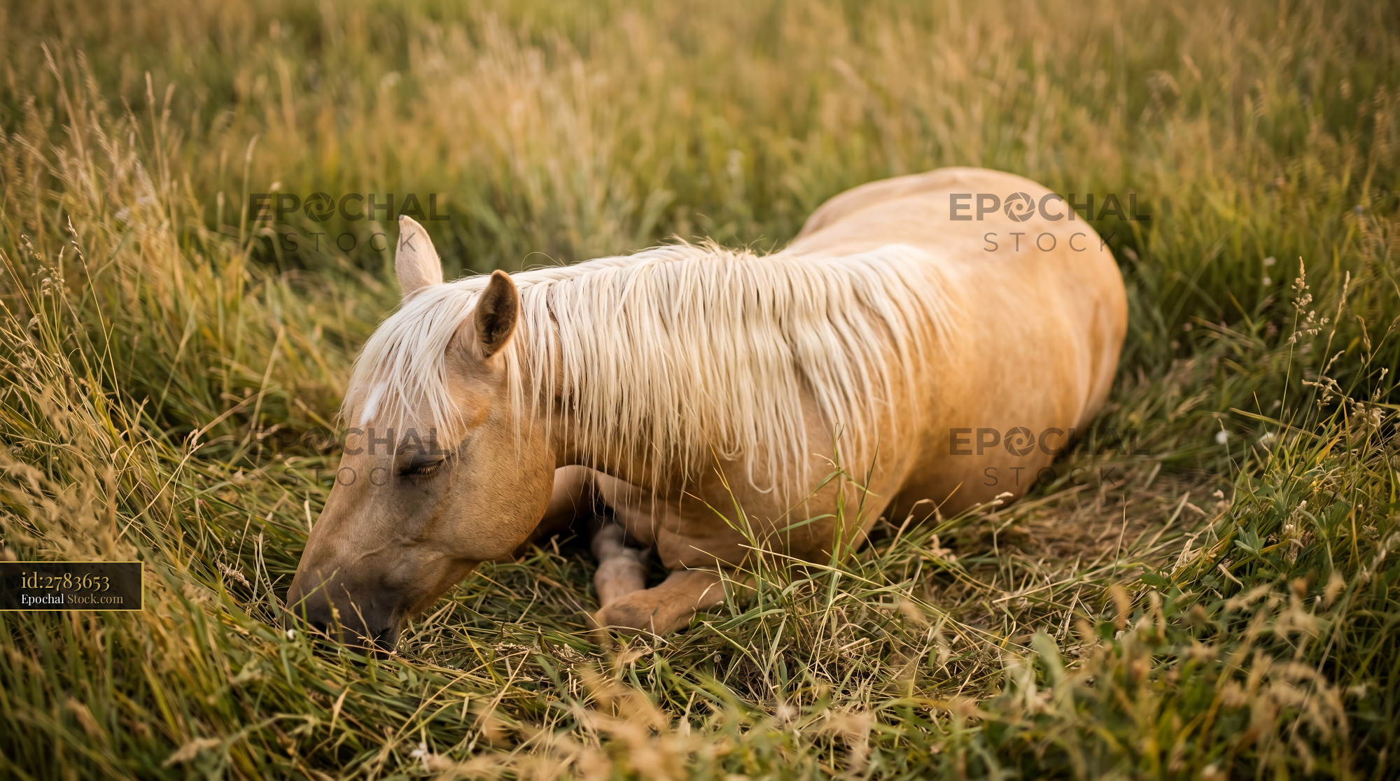 Golden Palomino Horse Resting in Summer Meadow - stock photo