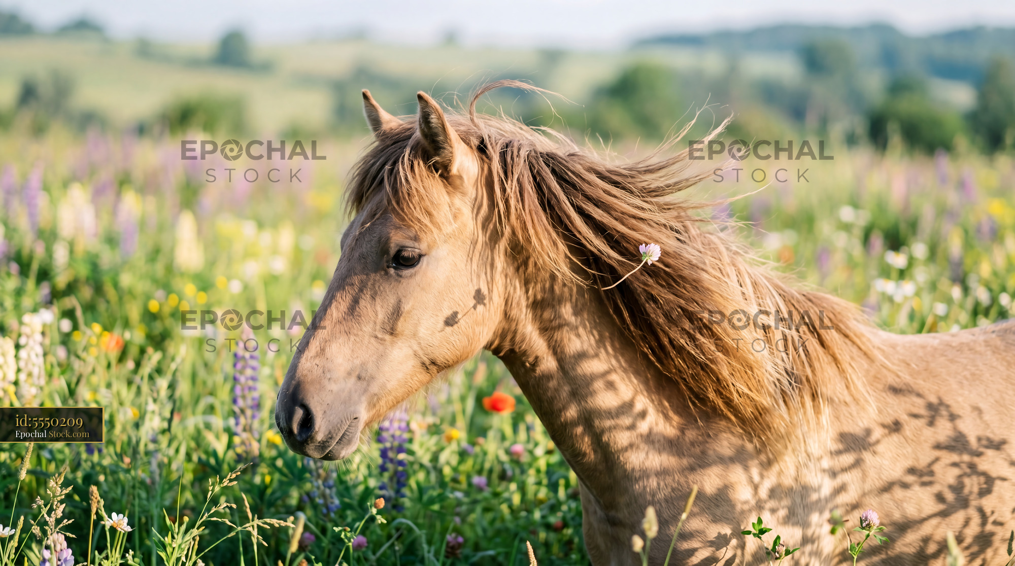 Sun-Dappled Horse Mane in Wildflower Meadow - stock photo