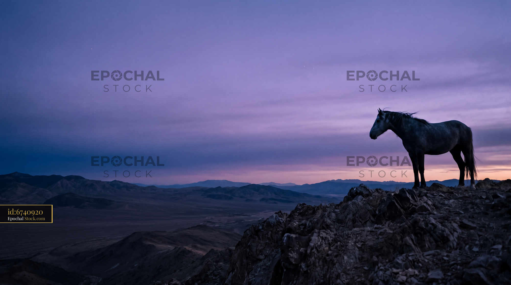 Wild Mustang Stallion in Lavender Dusk - stock photo